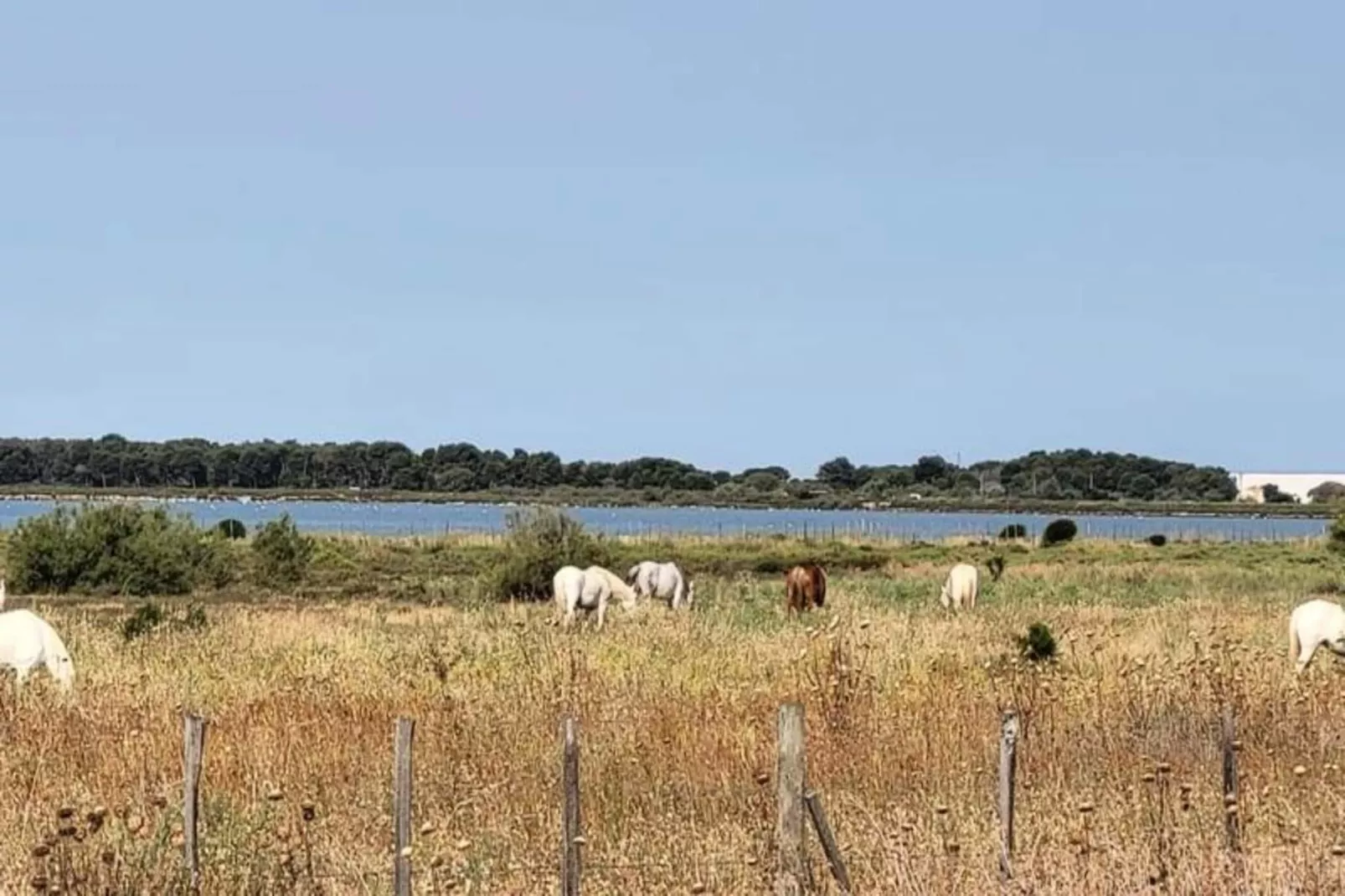 Résidence La Cigale De Mer &agrave; 100 M De La Plage Et Du Centre Ville Du Grau Du Roi-Gebiete Sommer 5 km