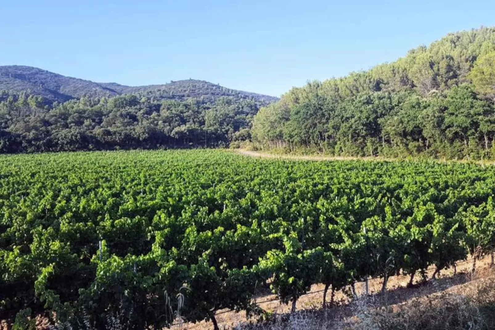 Vivez L'authenticit&eacute; &agrave; La Maison "au Pied Des Vignes"-Image-tags.