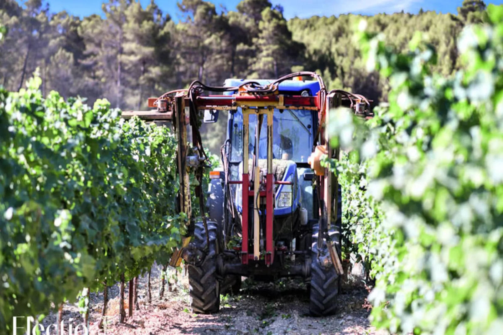 Petite Bastide | Domaine Tour Campanets-Image-tags.