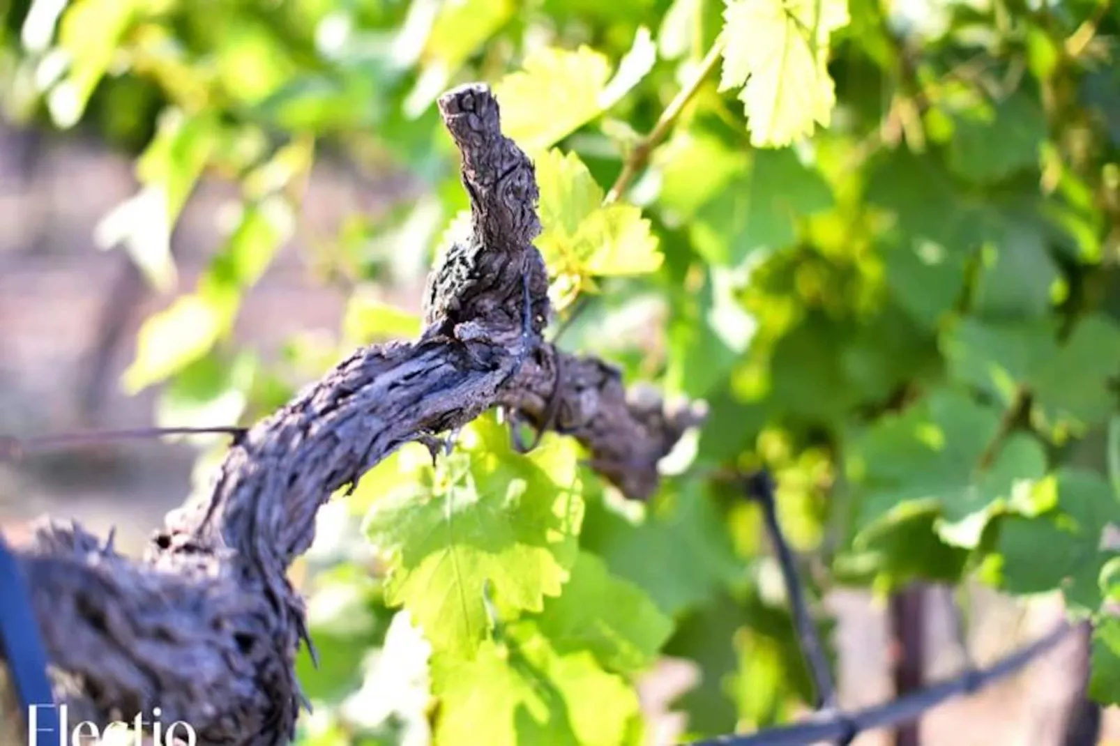 Grande Bastide | Domaine Tour Campanets-Image-tags.