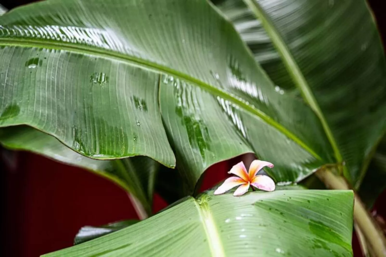 Villa Lakaz-Image-tags.