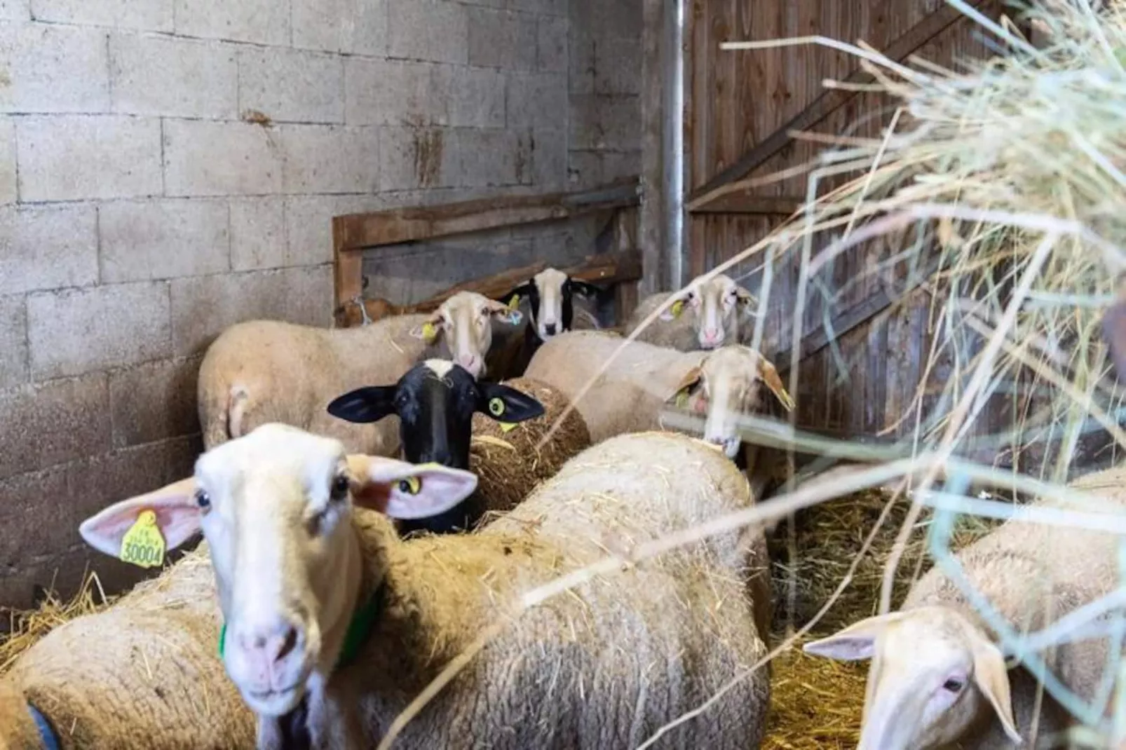 Gîte de France Gîte de la grangette 5/6 personnes 3 épis-Image-tags.