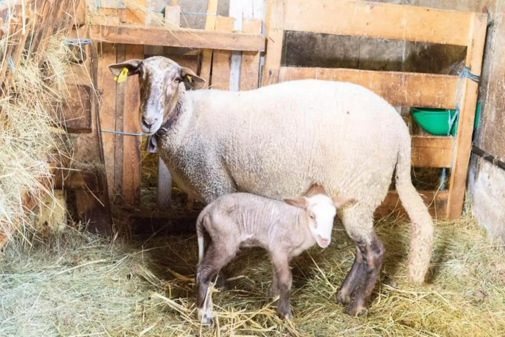 Gîte de France Gîte de la grangette 5/6 personnes 3 épis-Image-tags.