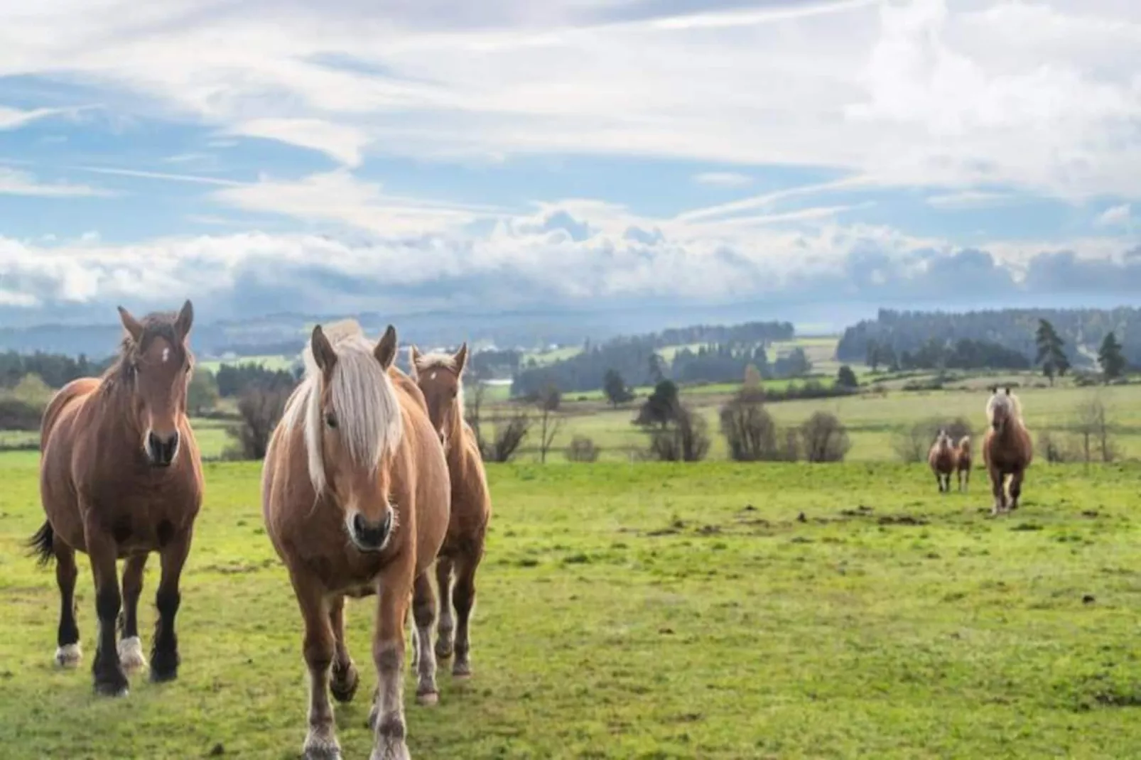 Gîte de France Gîte de la grangette 5/6 personnes 3 épis-Image-tags.