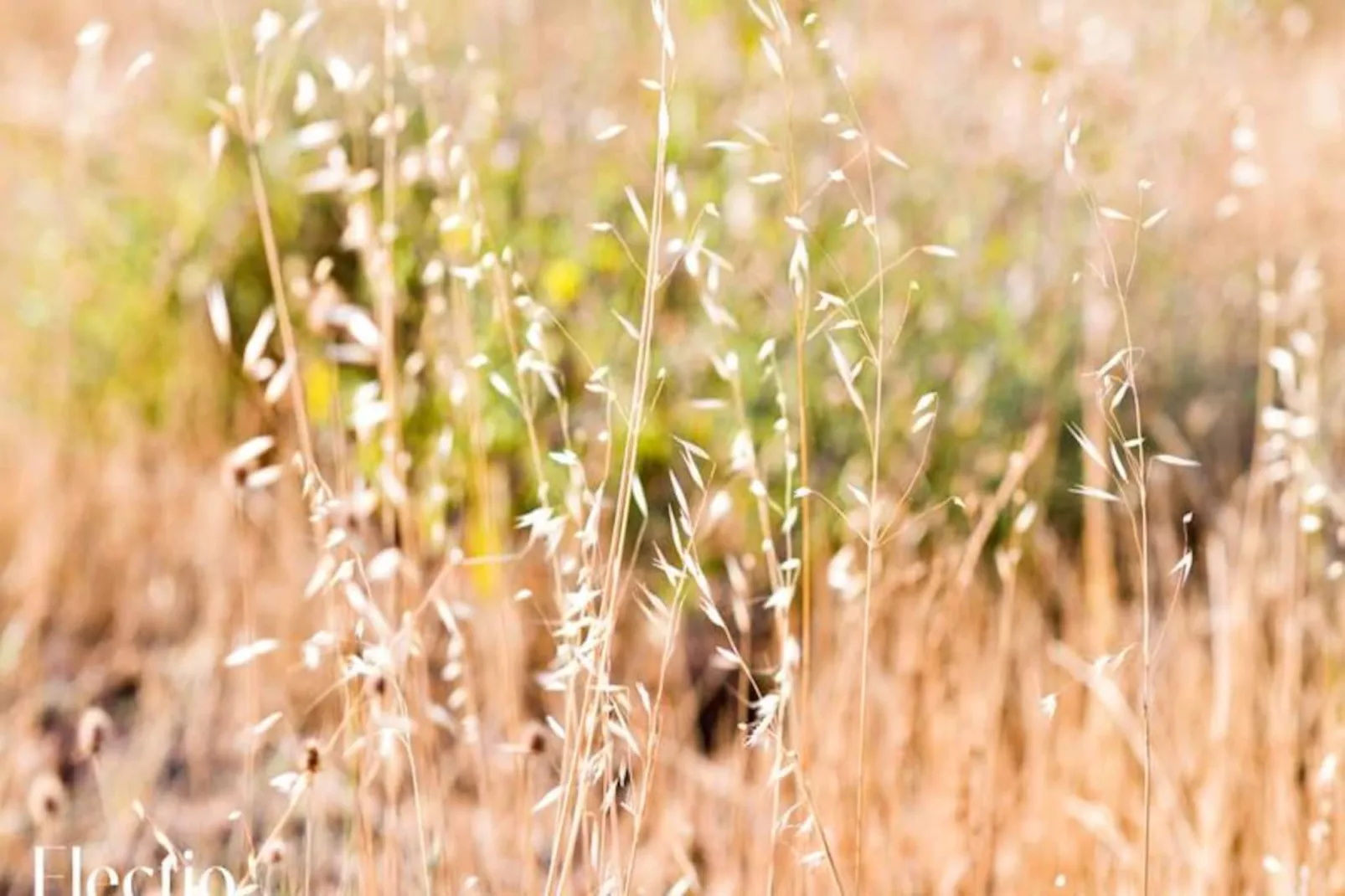 Grande Bastide | Domaine Tour Campanets-Image-tags.