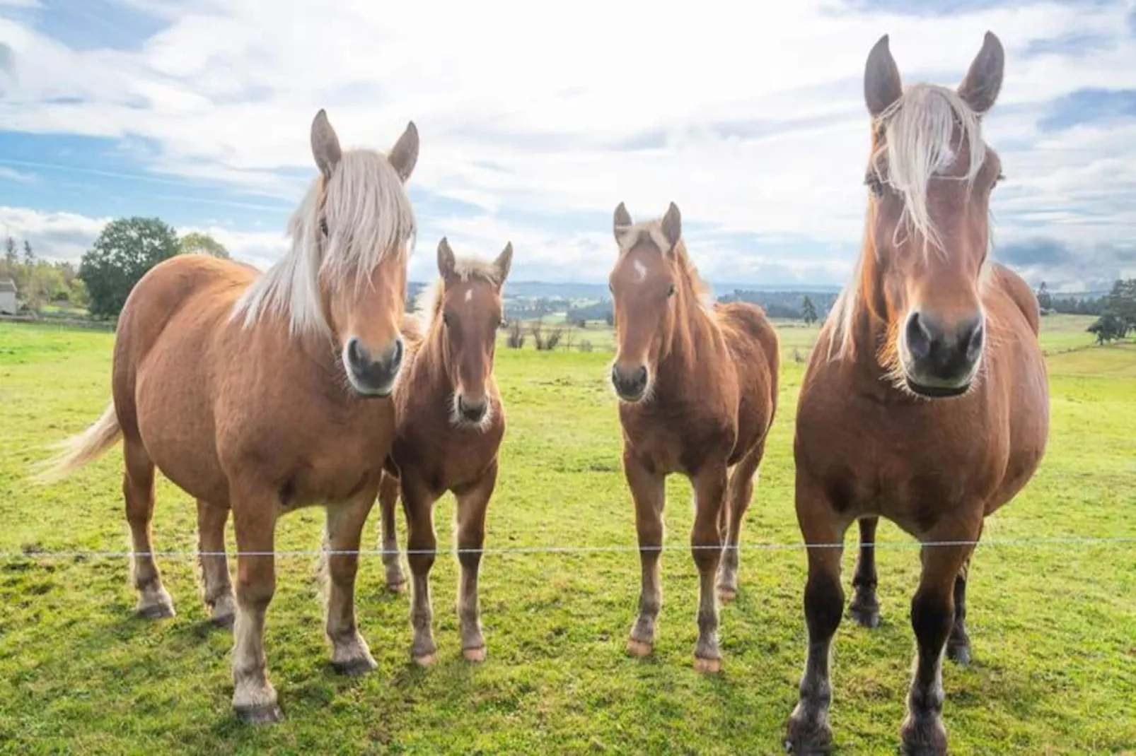 Gîte de France Gîte de la grangette 5/6 personnes 3 épis-Image-tags.