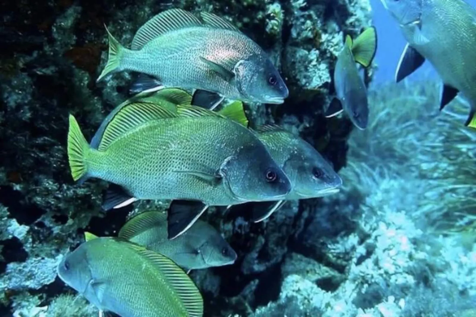 Résidence Balcons Alycastre-Image-tags.