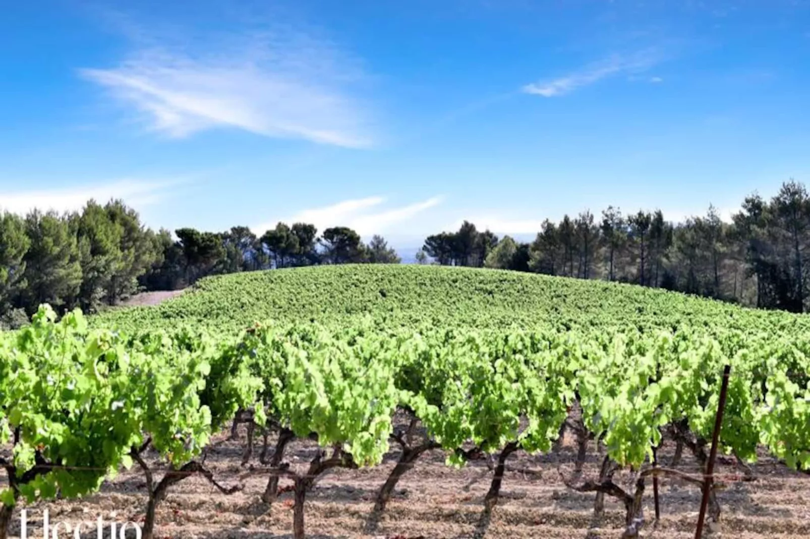 Grande Bastide | Domaine Tour Campanets-Image-tags.