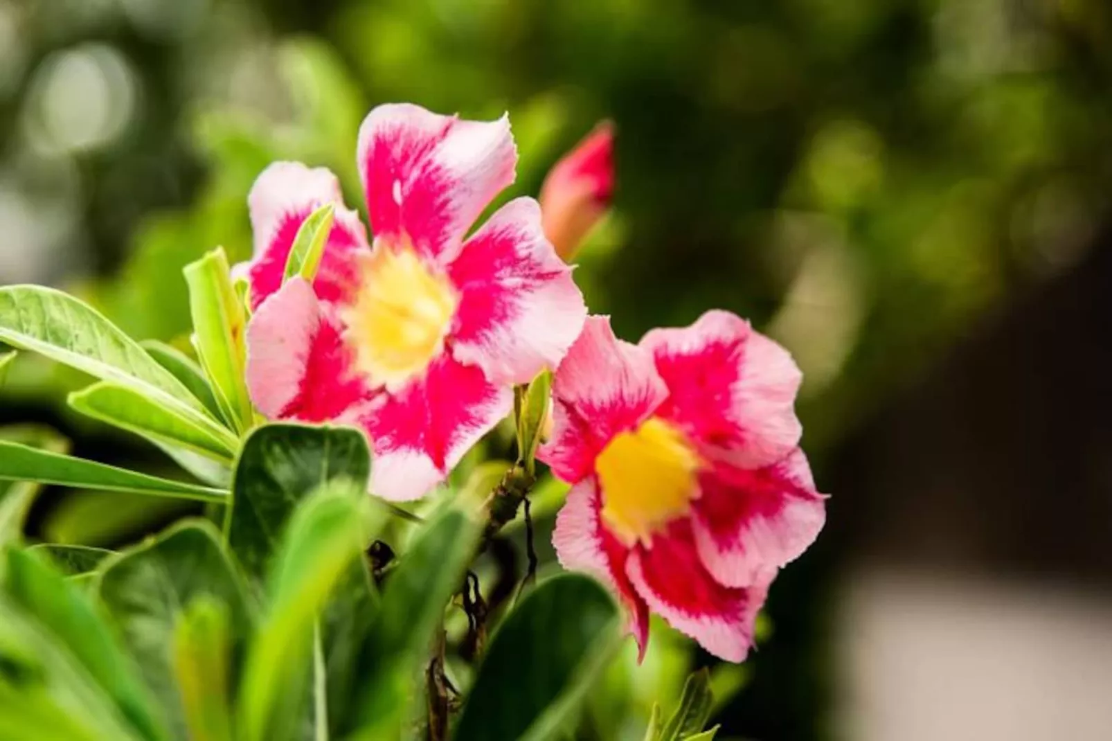 Villa Gwada-Image-tags.