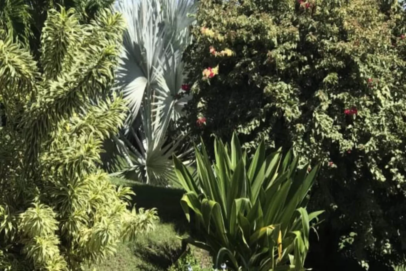 Villa Arbre Du Voyageur-Image-tags.