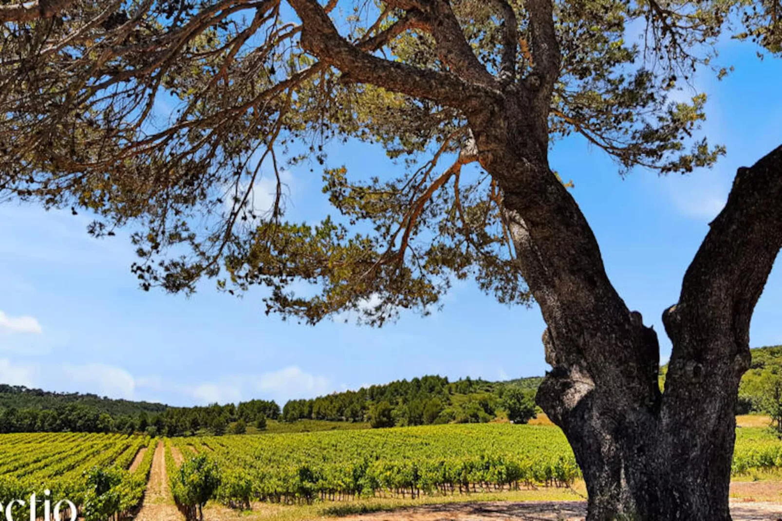 Grande Bastide | Domaine Tour Campanets-Image-tags.