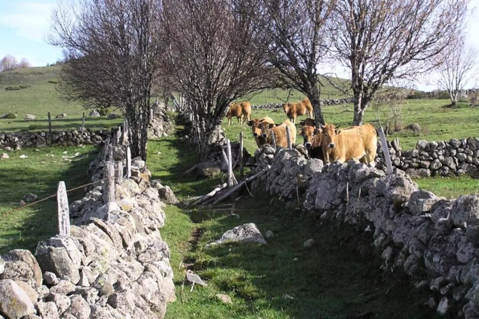 Gîte de France Bon aubrac pour 12 personnes 2 épis-Image-tags.