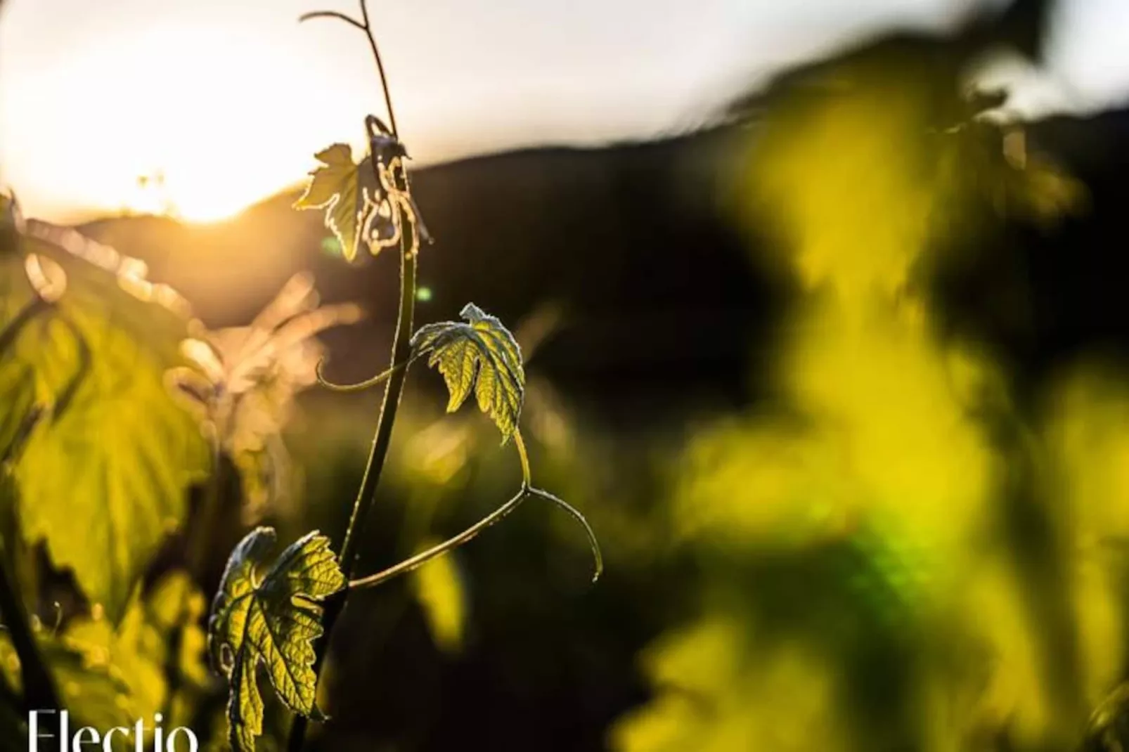 Grande Bastide | Domaine Tour Campanets-Image-tags.