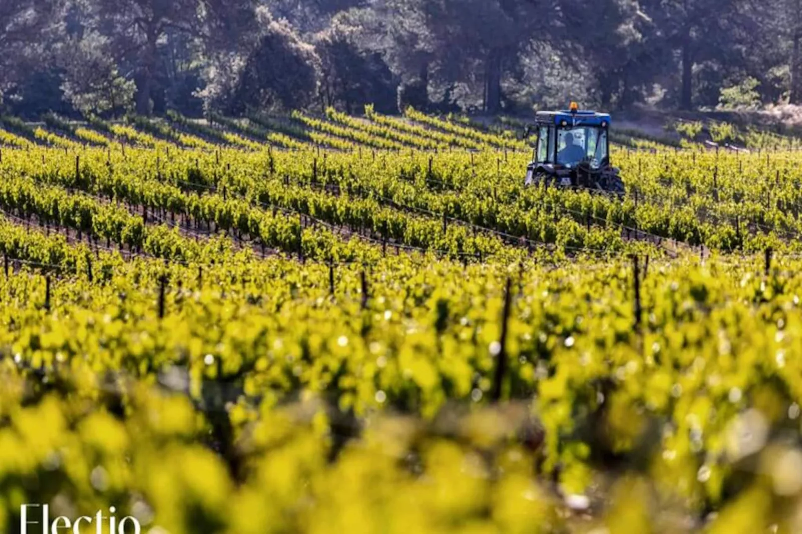 Grande Bastide | Domaine Tour Campanets-Image-tags.