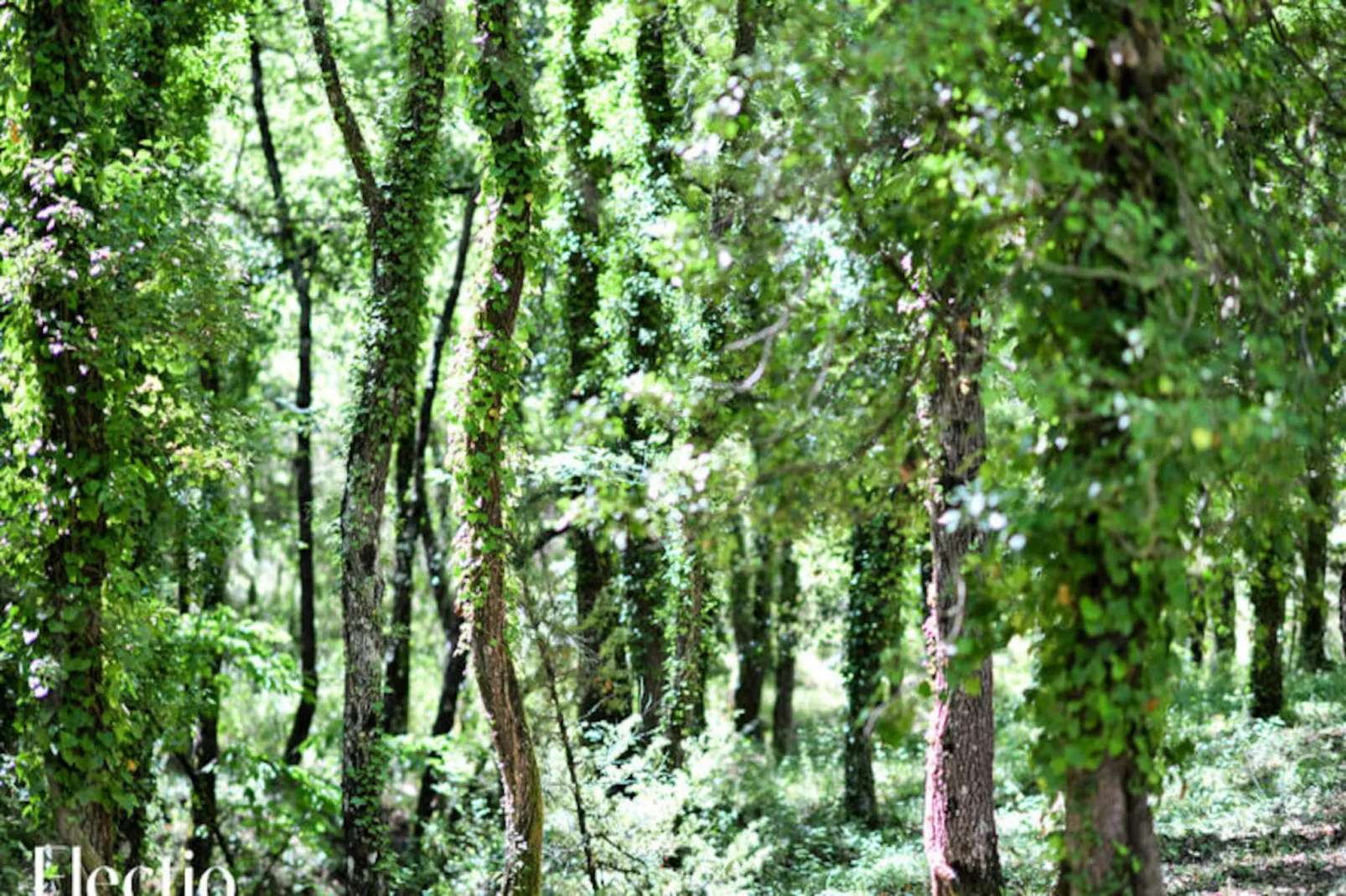 Grande Bastide | Domaine Tour Campanets-Image-tags.