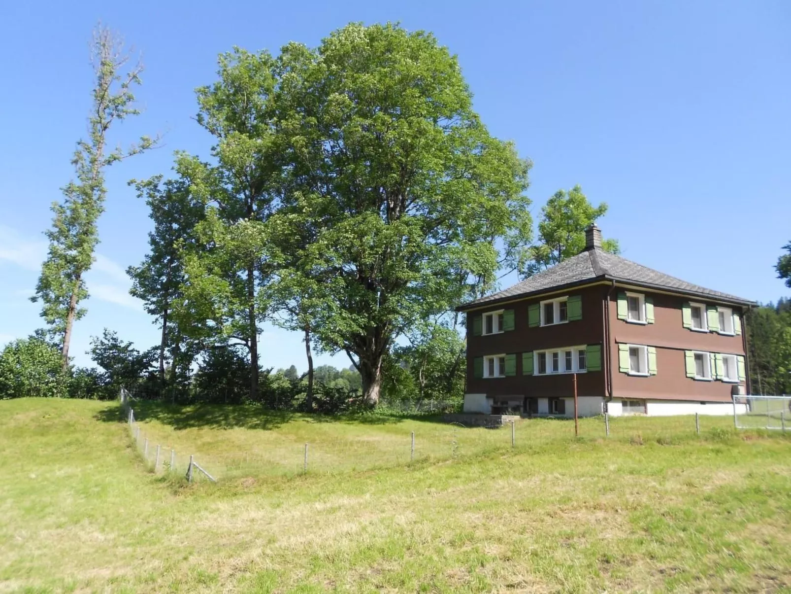 Alpenrösli in Nesslau