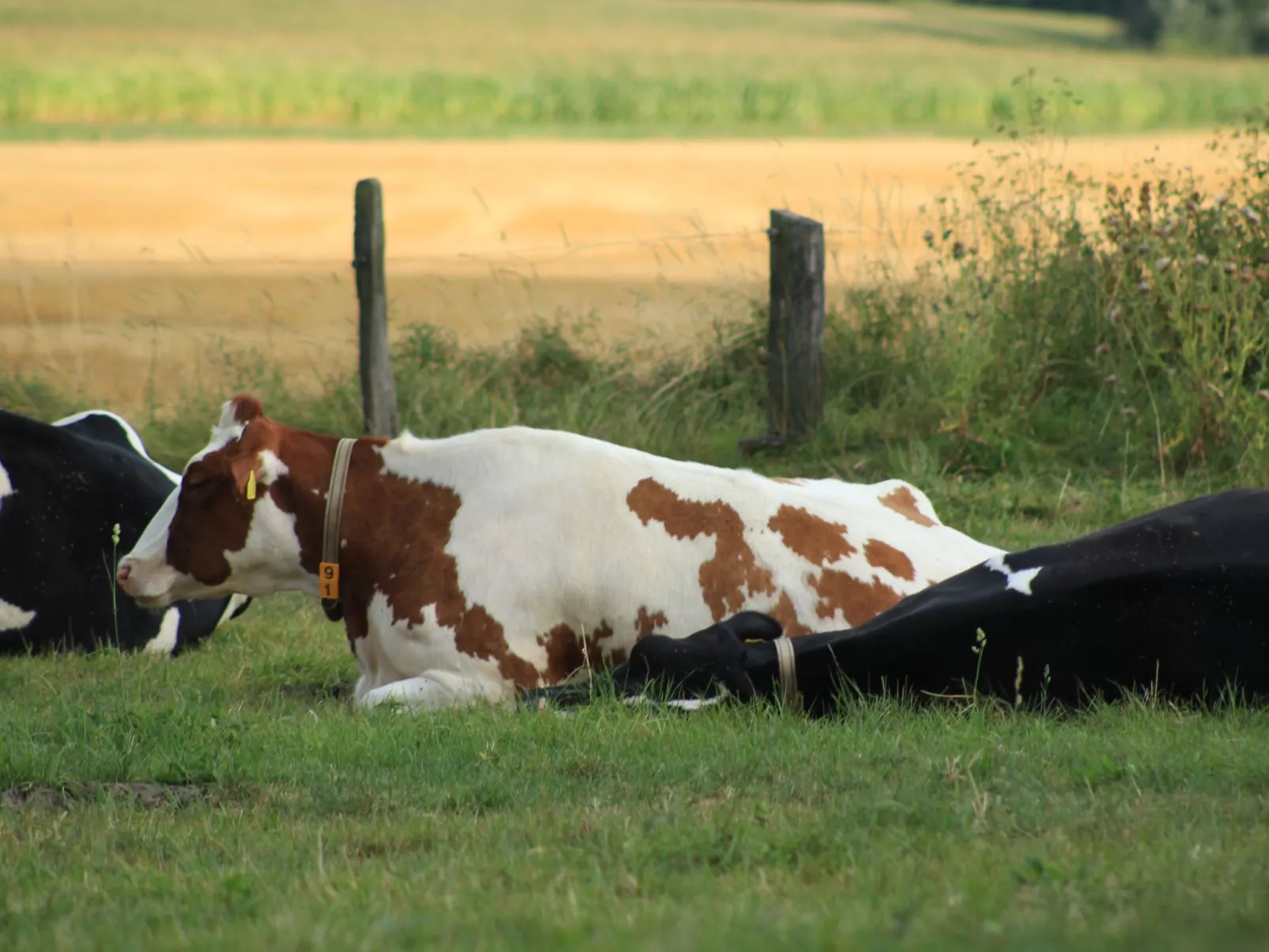 Fewo "Jut Stuff"-Draußen