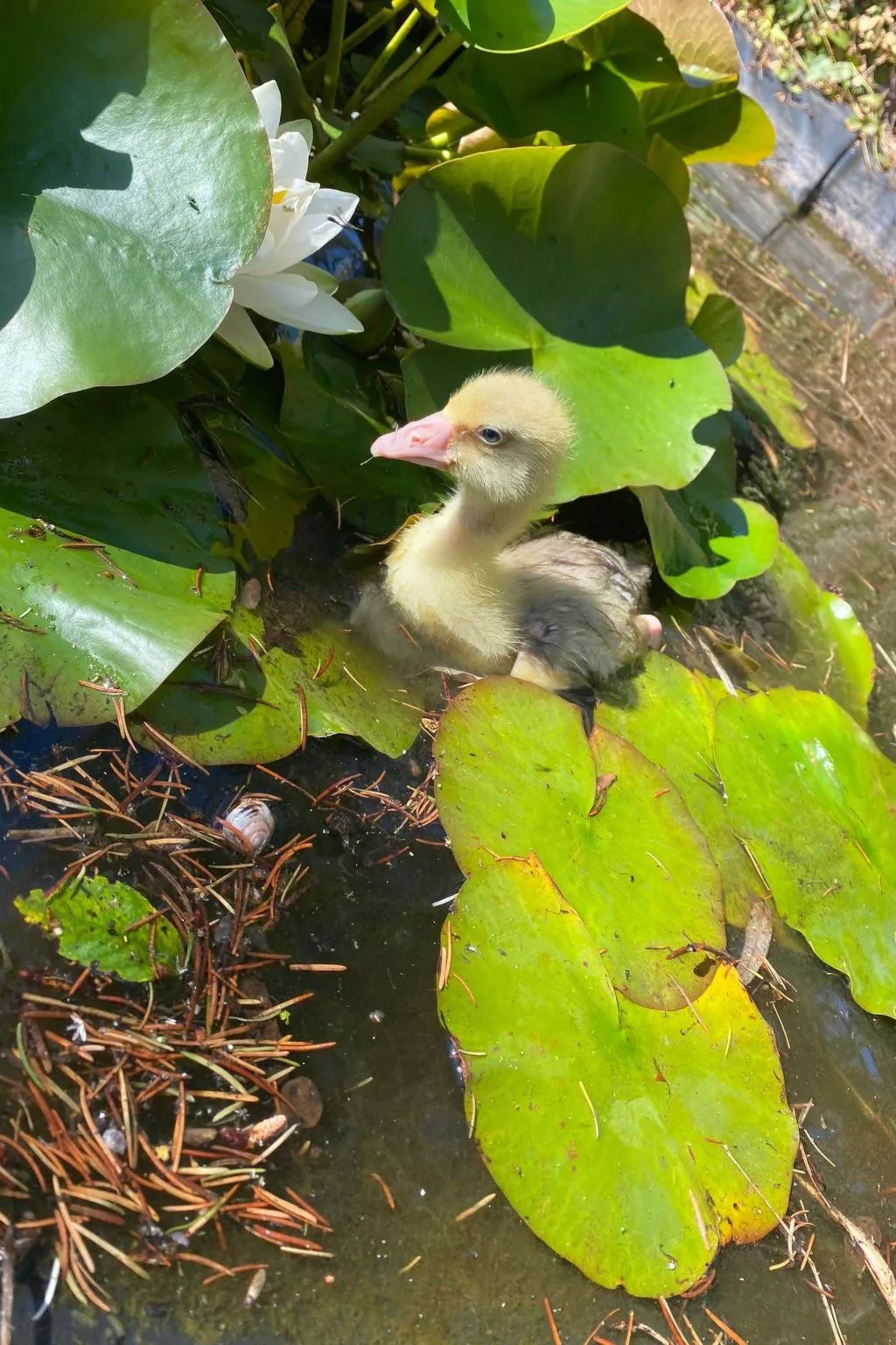 Landhaus Müritzliebe