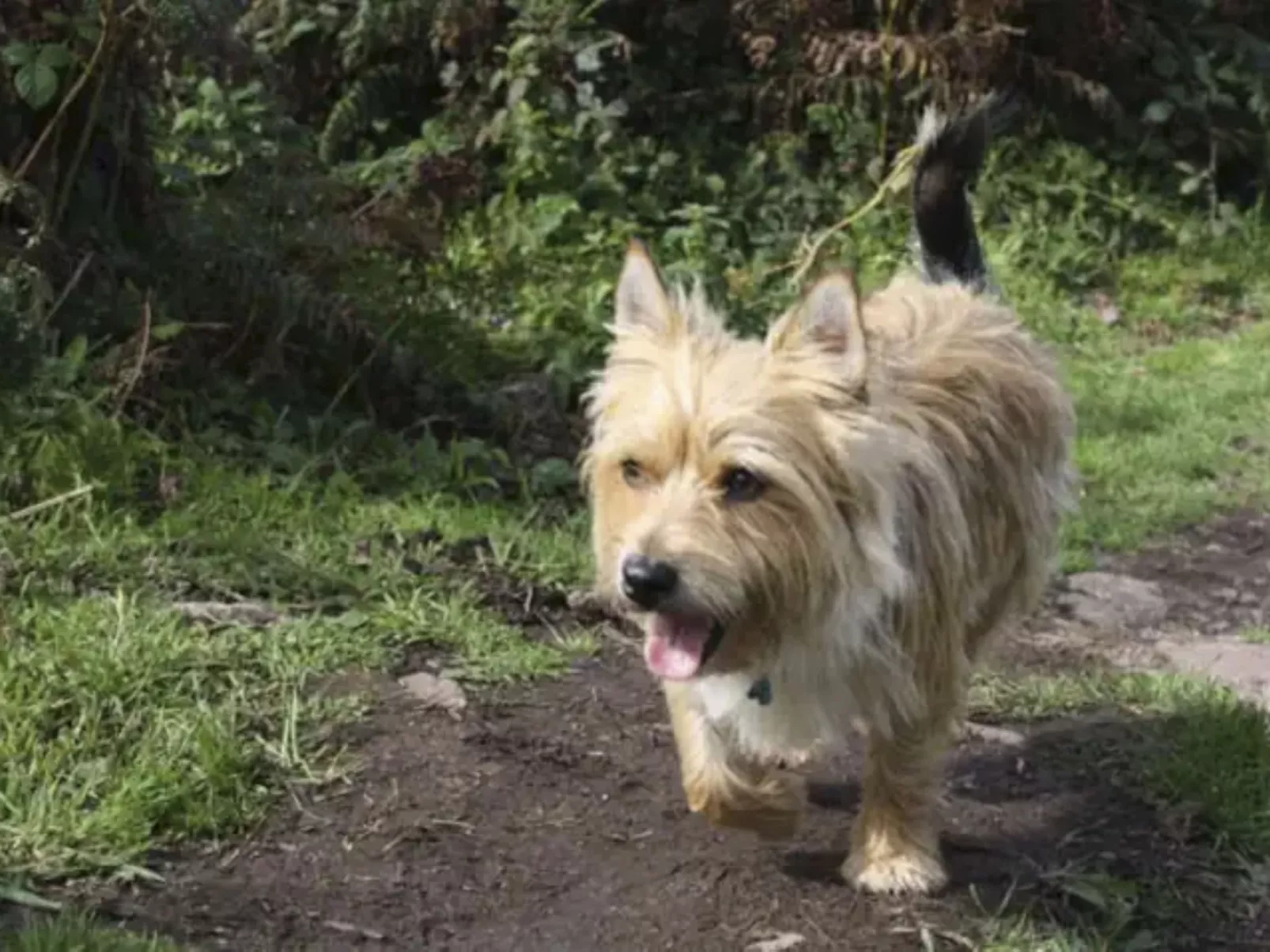 Idyllisches,haustierfreundliches Landhaus Lavender