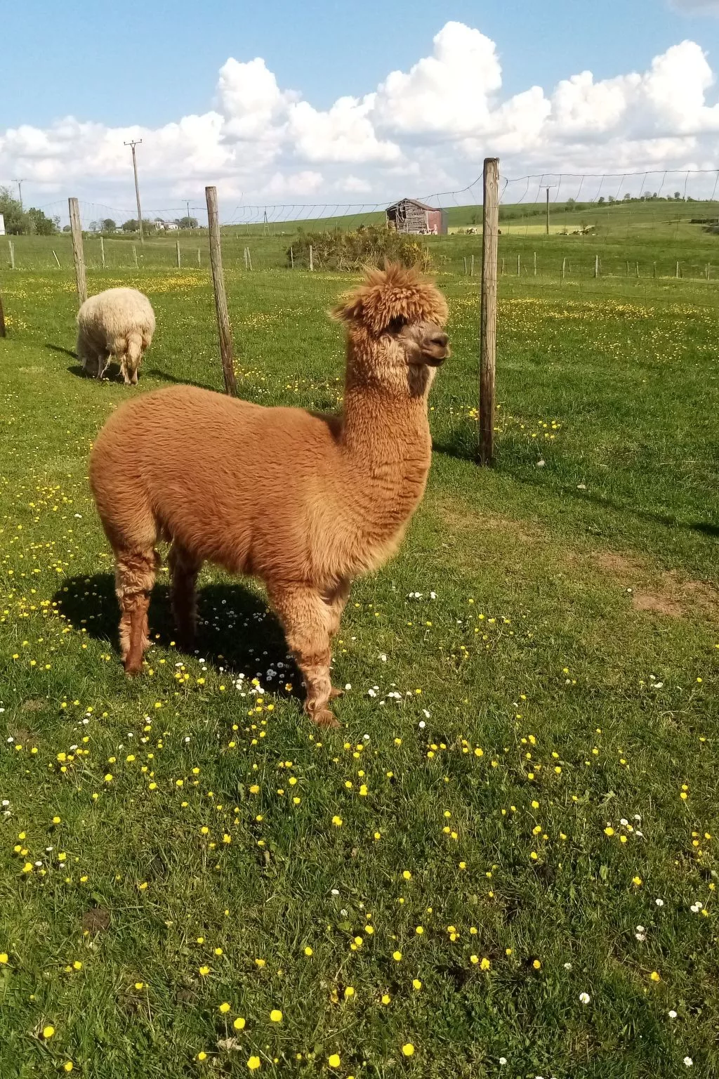 Herzfennerhof Loft-Draußen