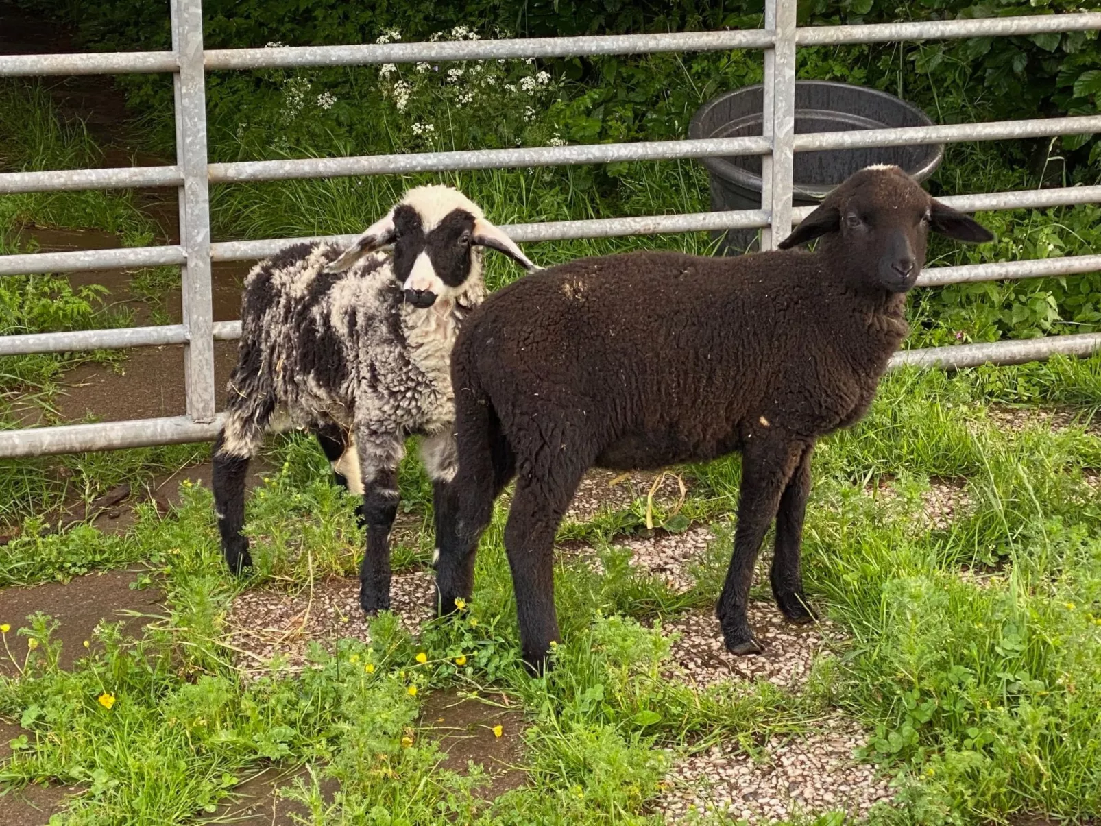 Scheunen Nest-Draußen