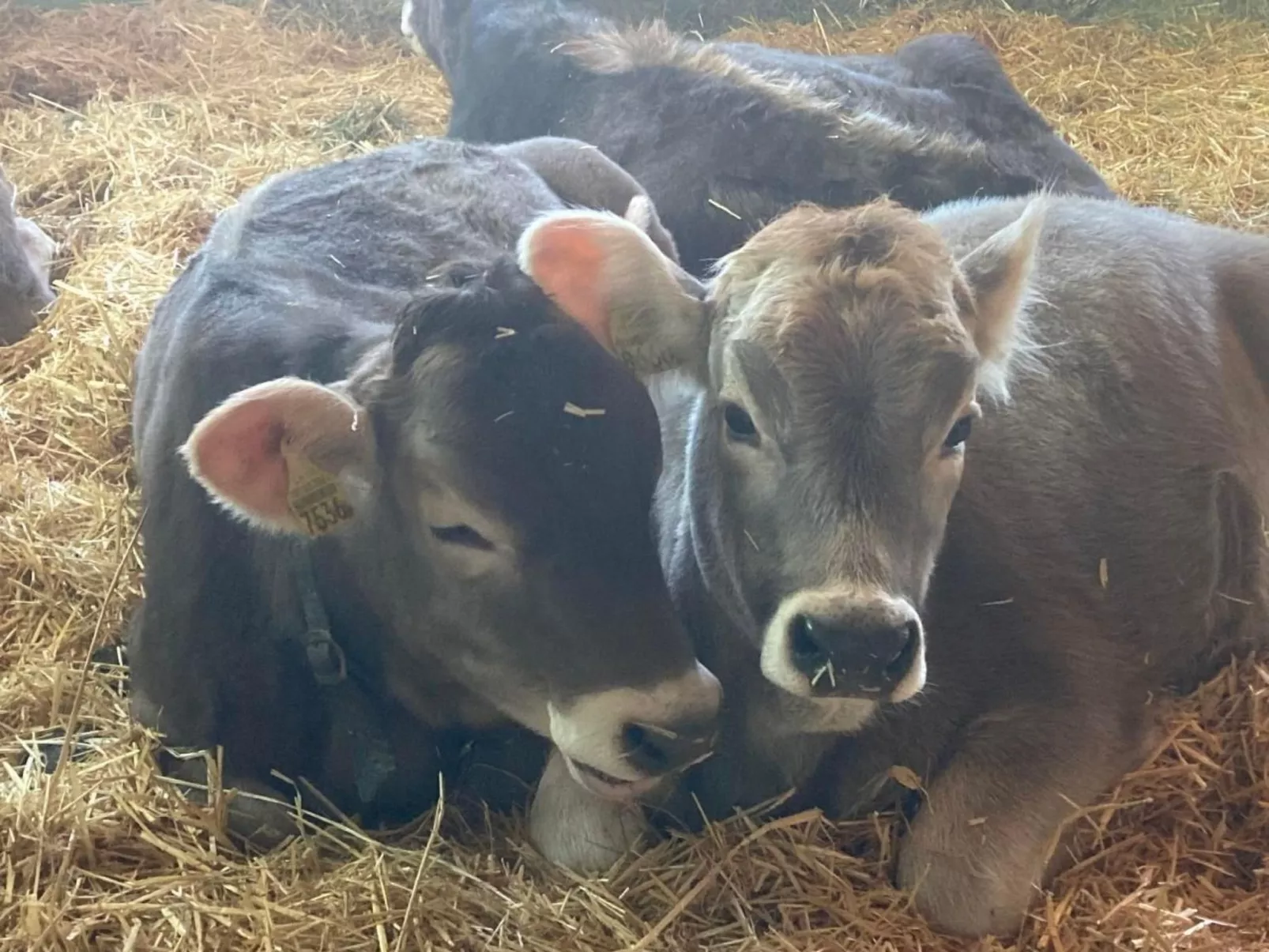 Wis (Stein)-Image-tags.info