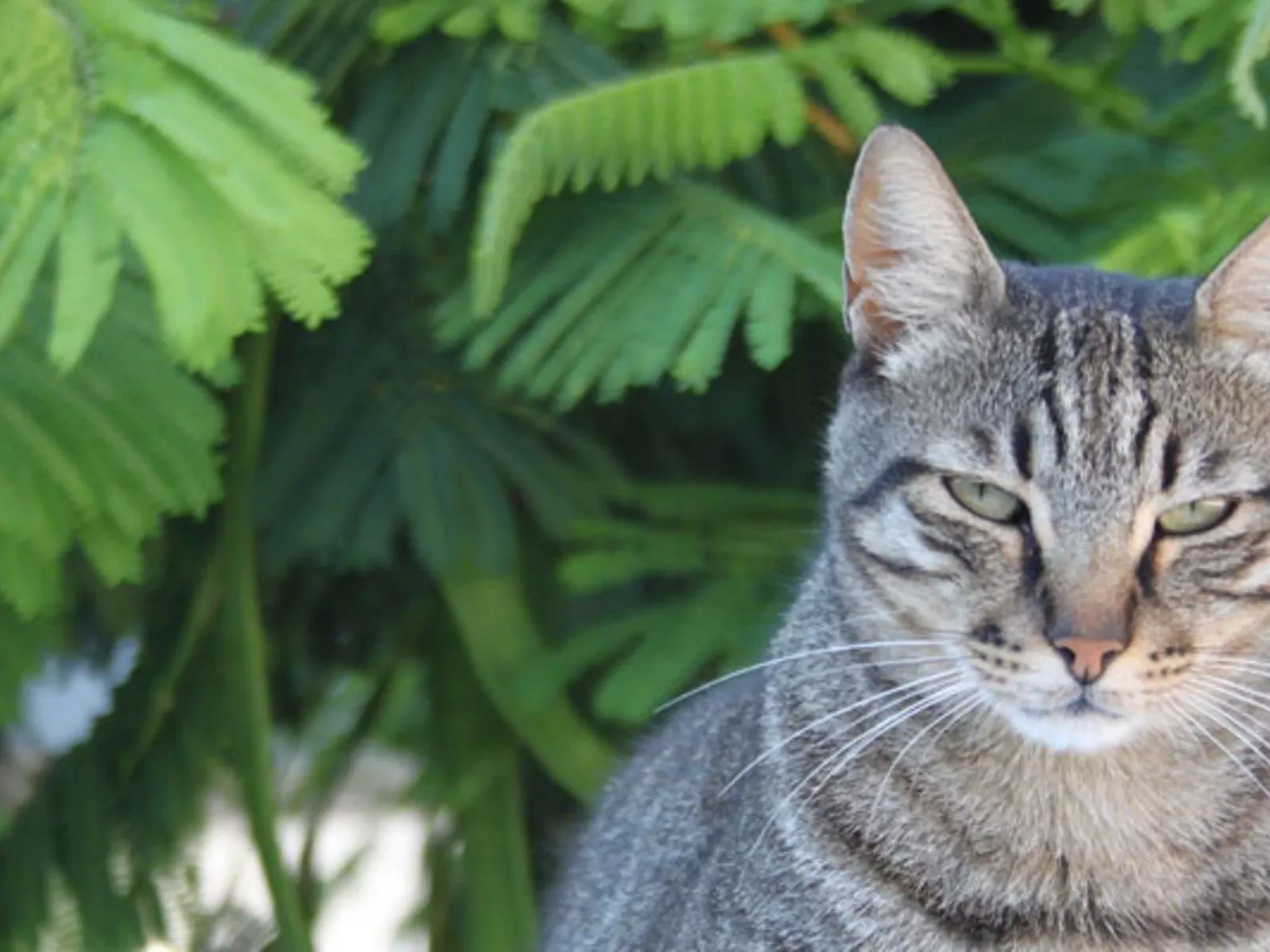 Kissonerga Apartment-Dehors