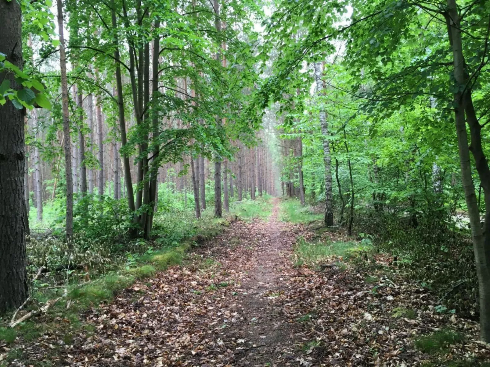 Bungalow Mecklenburgische Seenplatte-Dehors