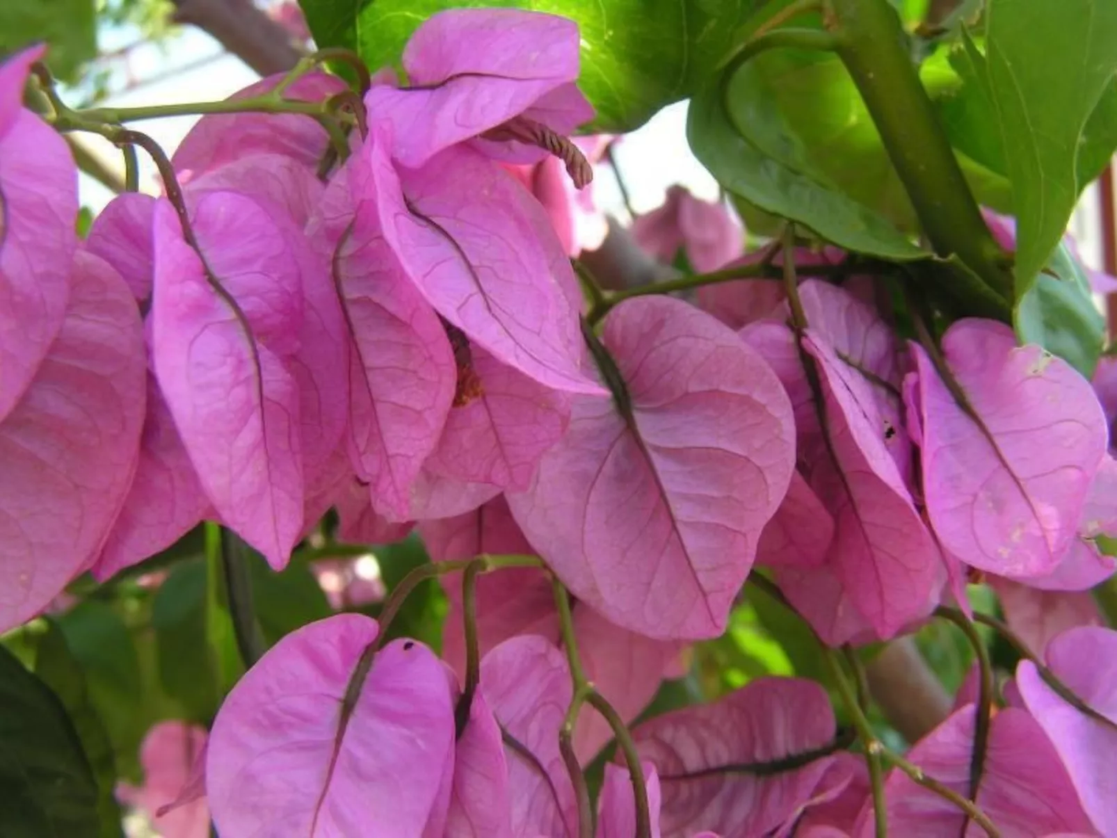 Wohnung mit Balkon und Meerblick