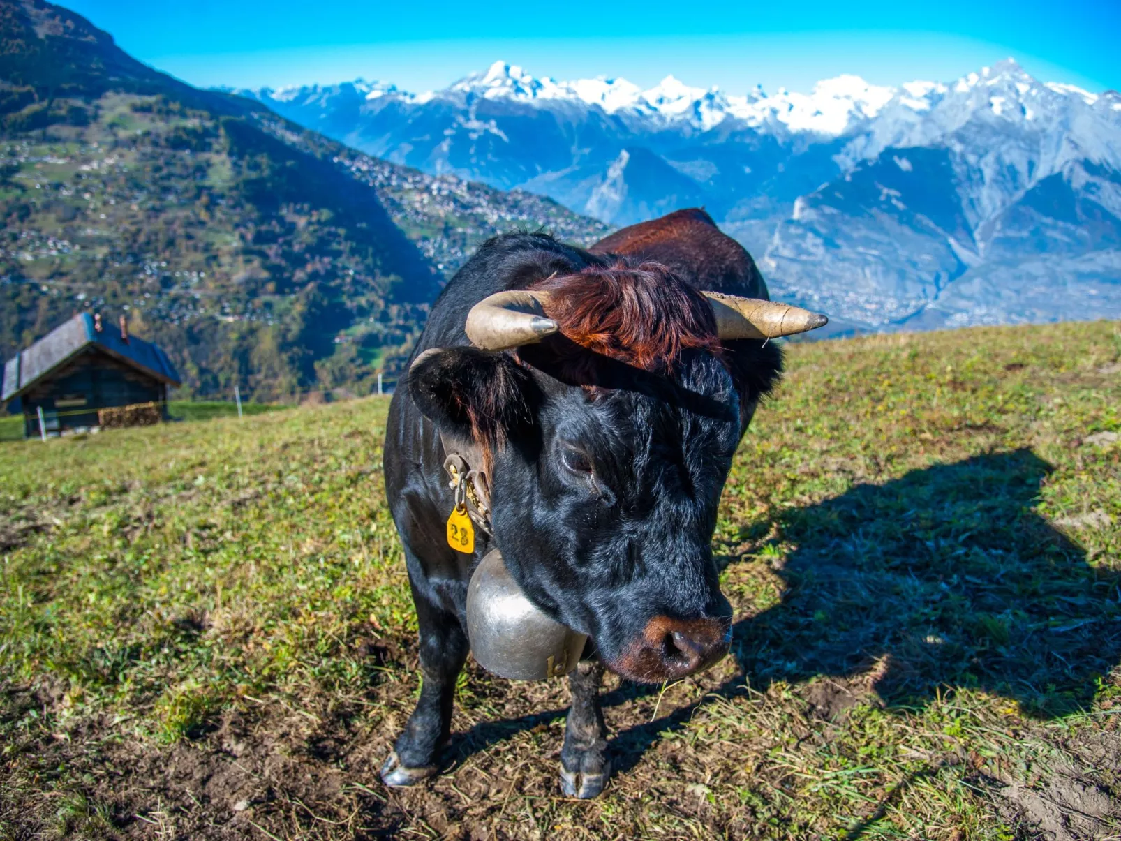 Alm Mayen im Wallis von 1904-Outside