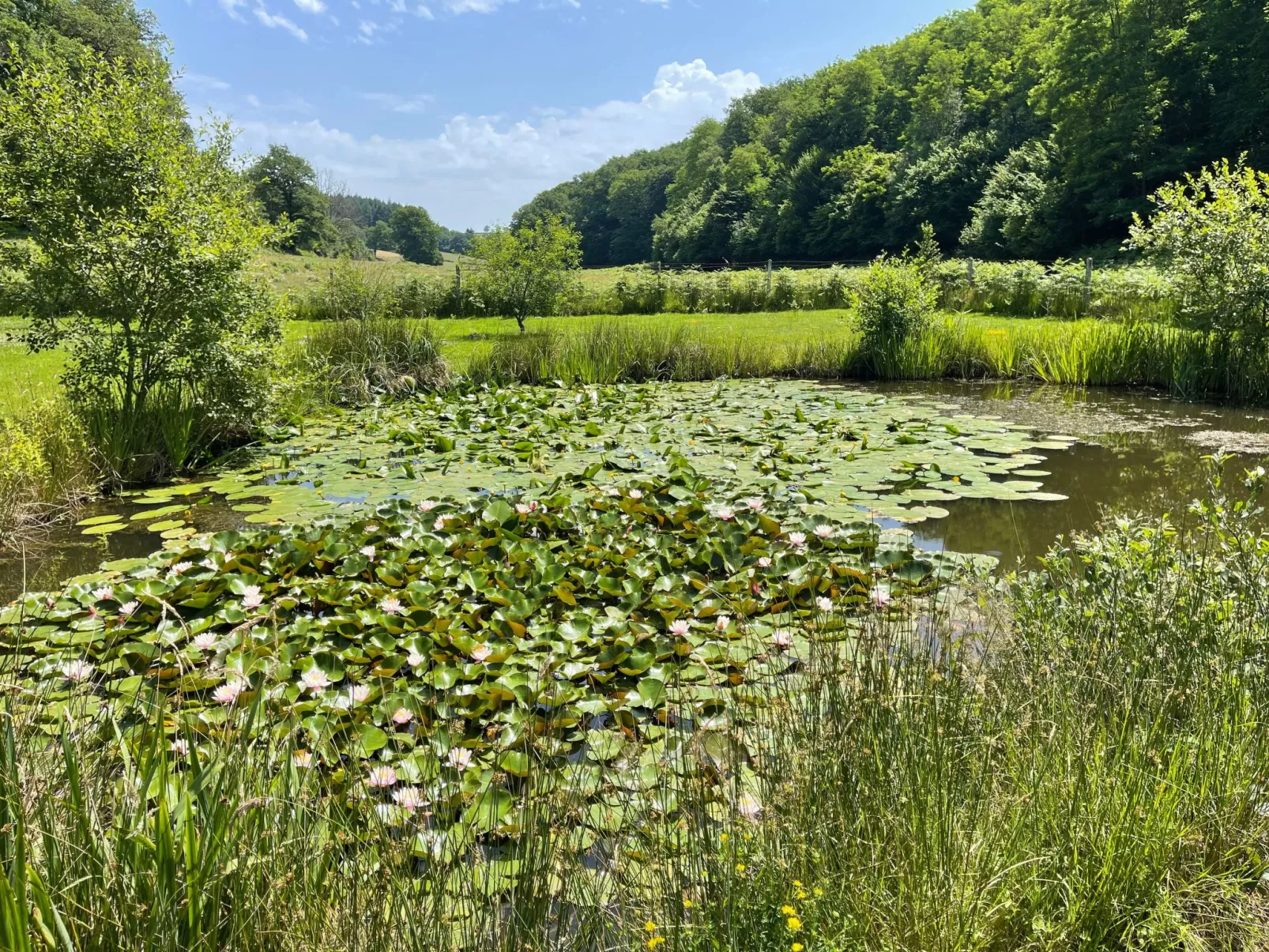 Für 6 Pers. mit eigenem Teich