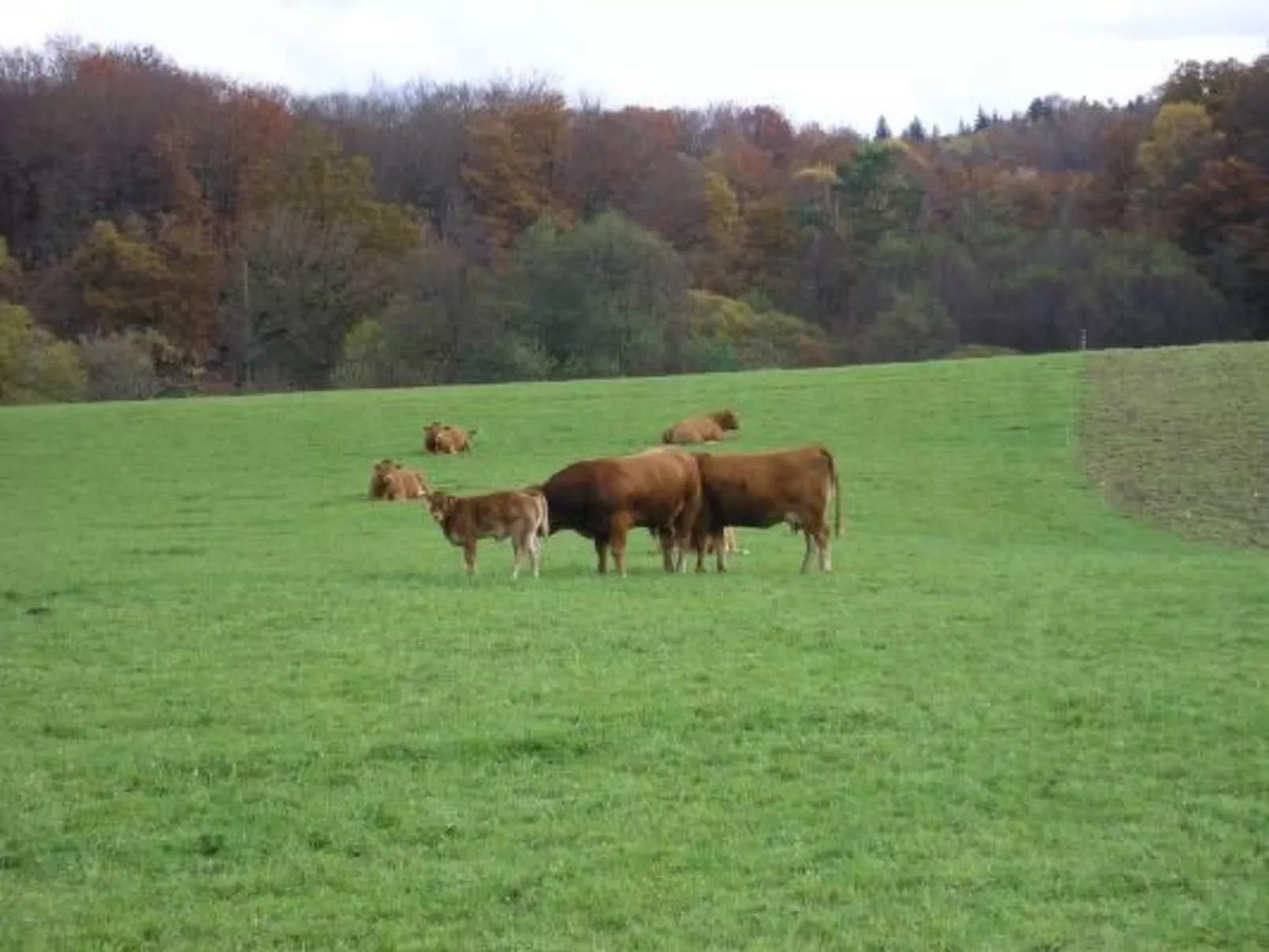 Mit Garten, Grill und Terrasse