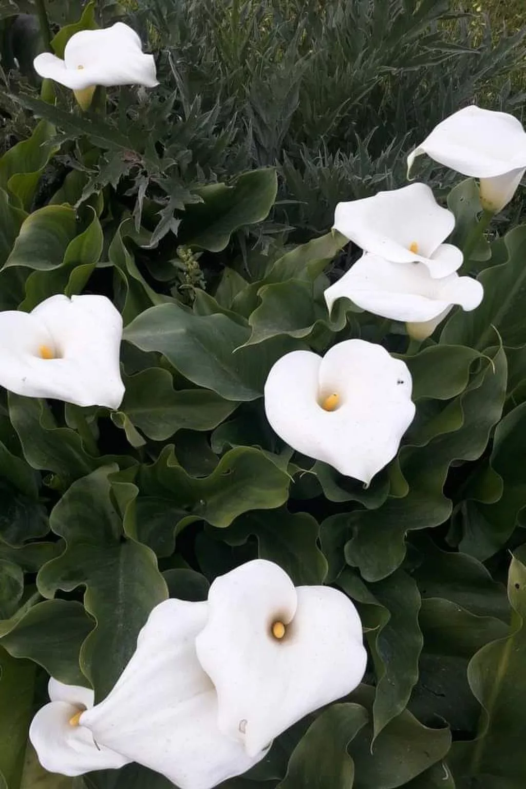 Gorgona Apt - Ihr Traum-1-BDR-Ferienhaus-Draußen