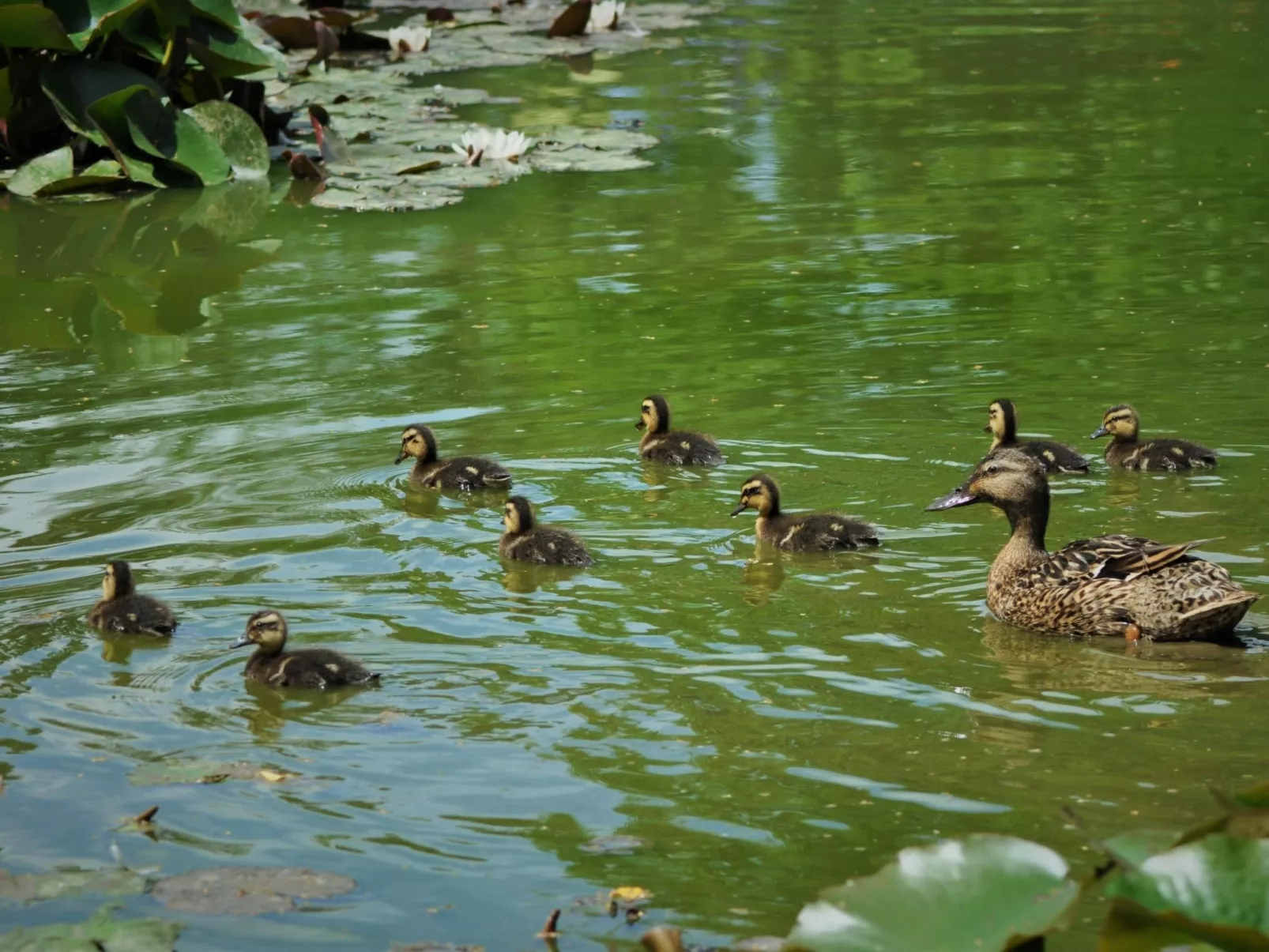 Für acht Personen-Draußen