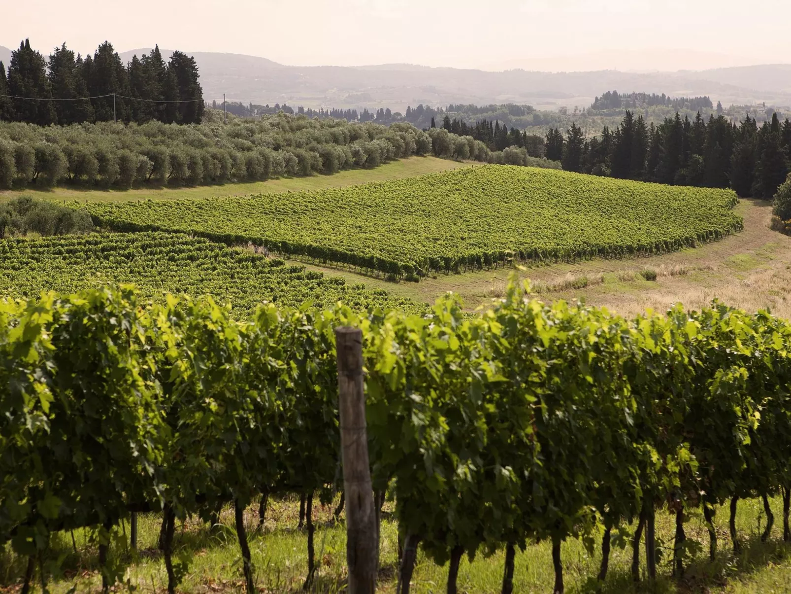 "Melograni capponi-Image-tags.info