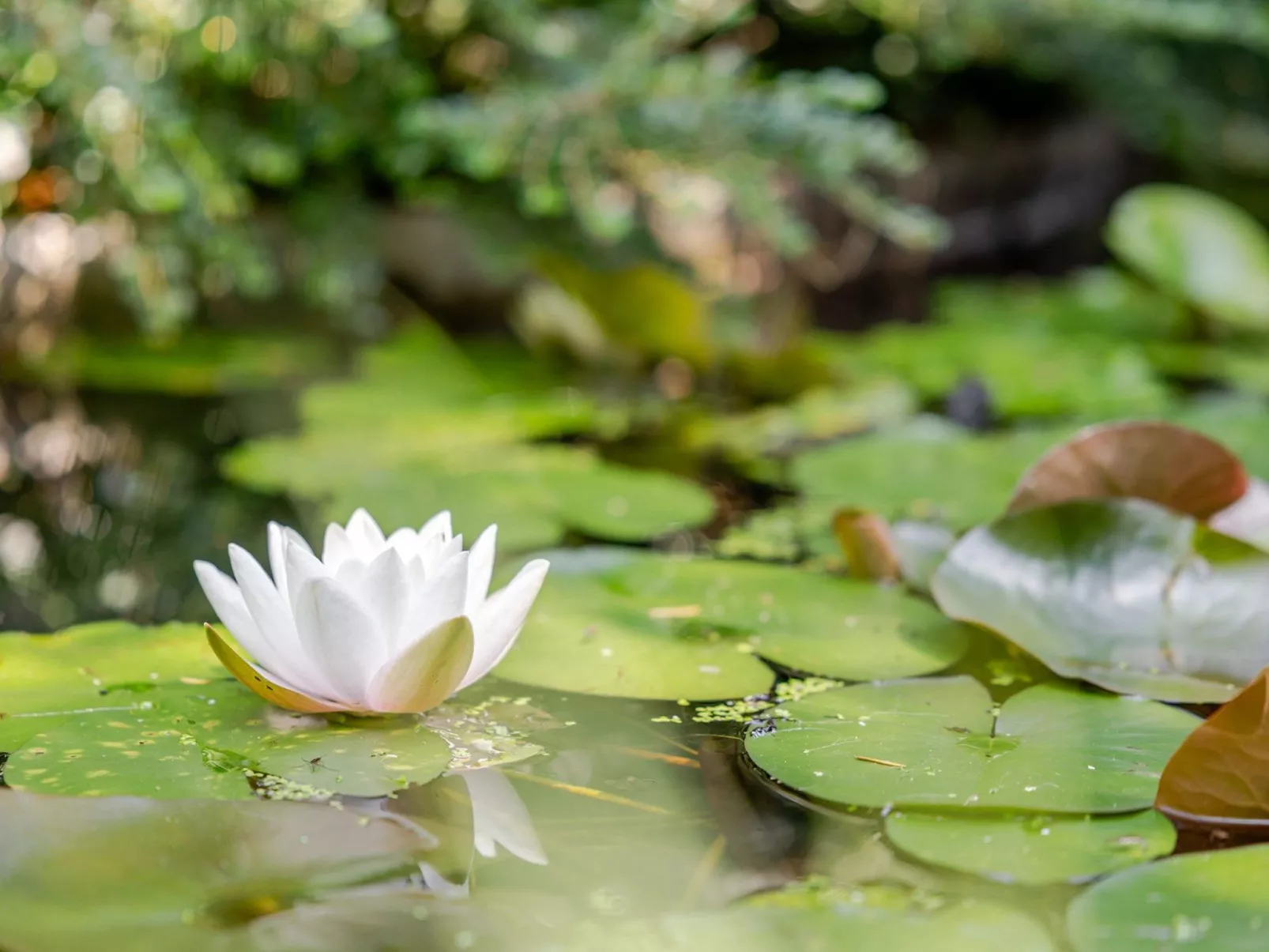 Loge aux Loups, Innenpool, Sauna, nahe am See-Outside
