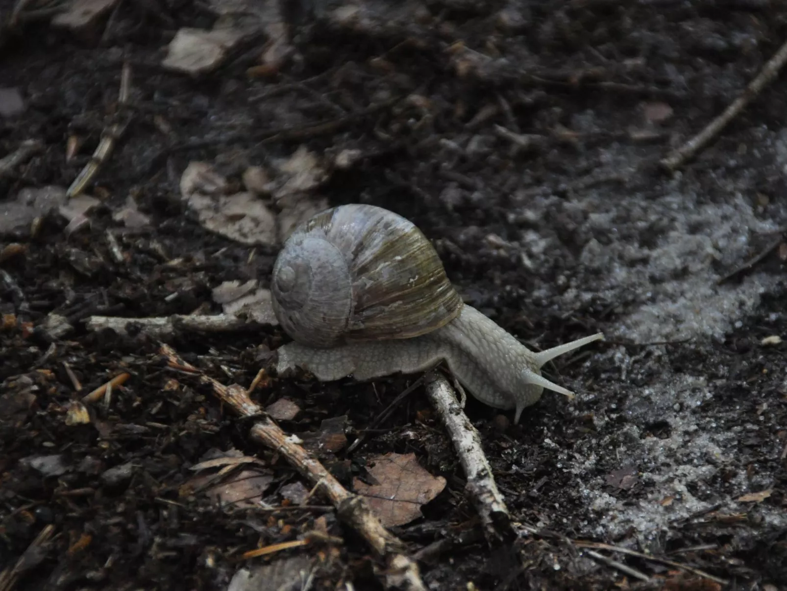Rosalie - Ruhig - Zentral - Hochwertig-Outside