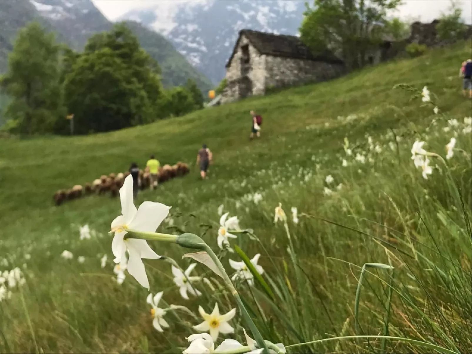 Typisches Tessiner Landleben im Centovalli