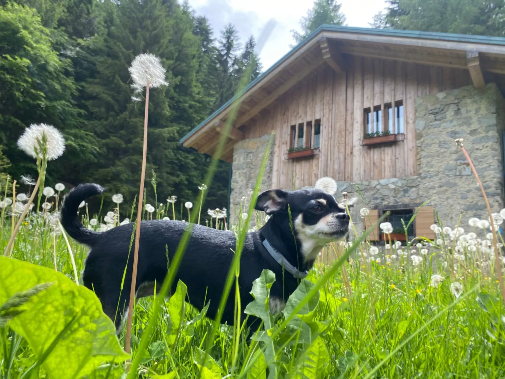 Mit Sauna in Pieve Di Bono-Image-tags.info