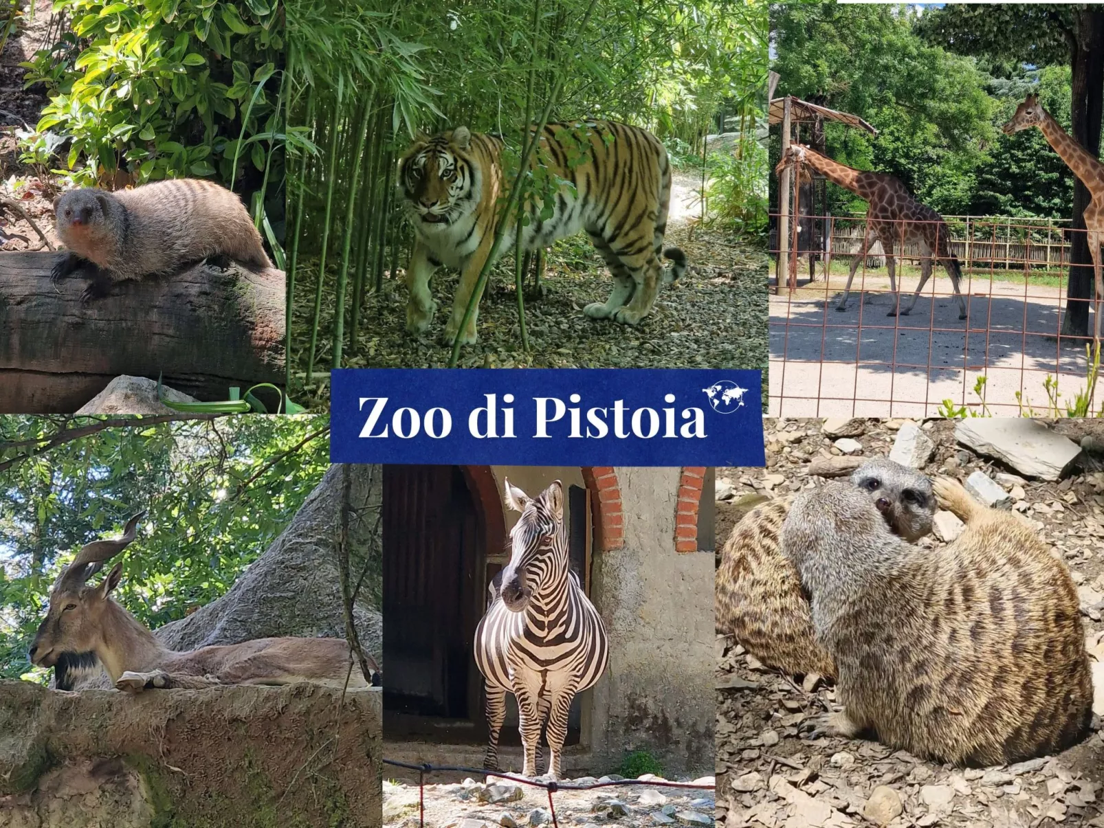 Rosa Selvatica by Holiday World-Draußen