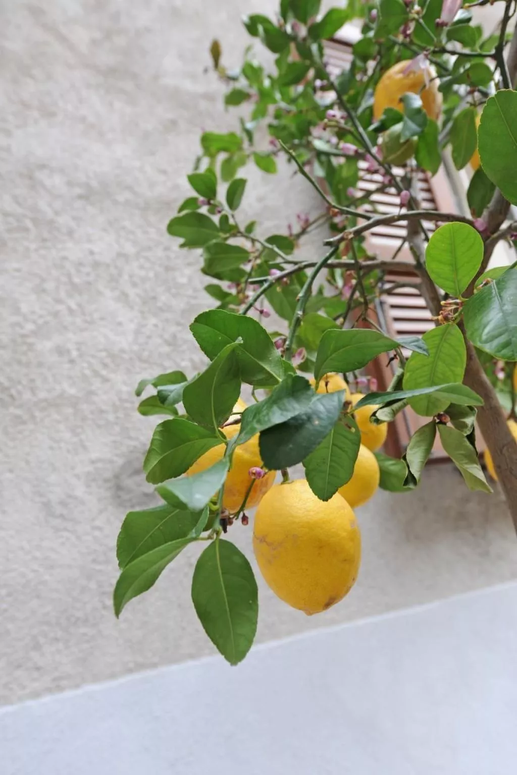 Wohnung 'Bella Vacanza 1-Outside