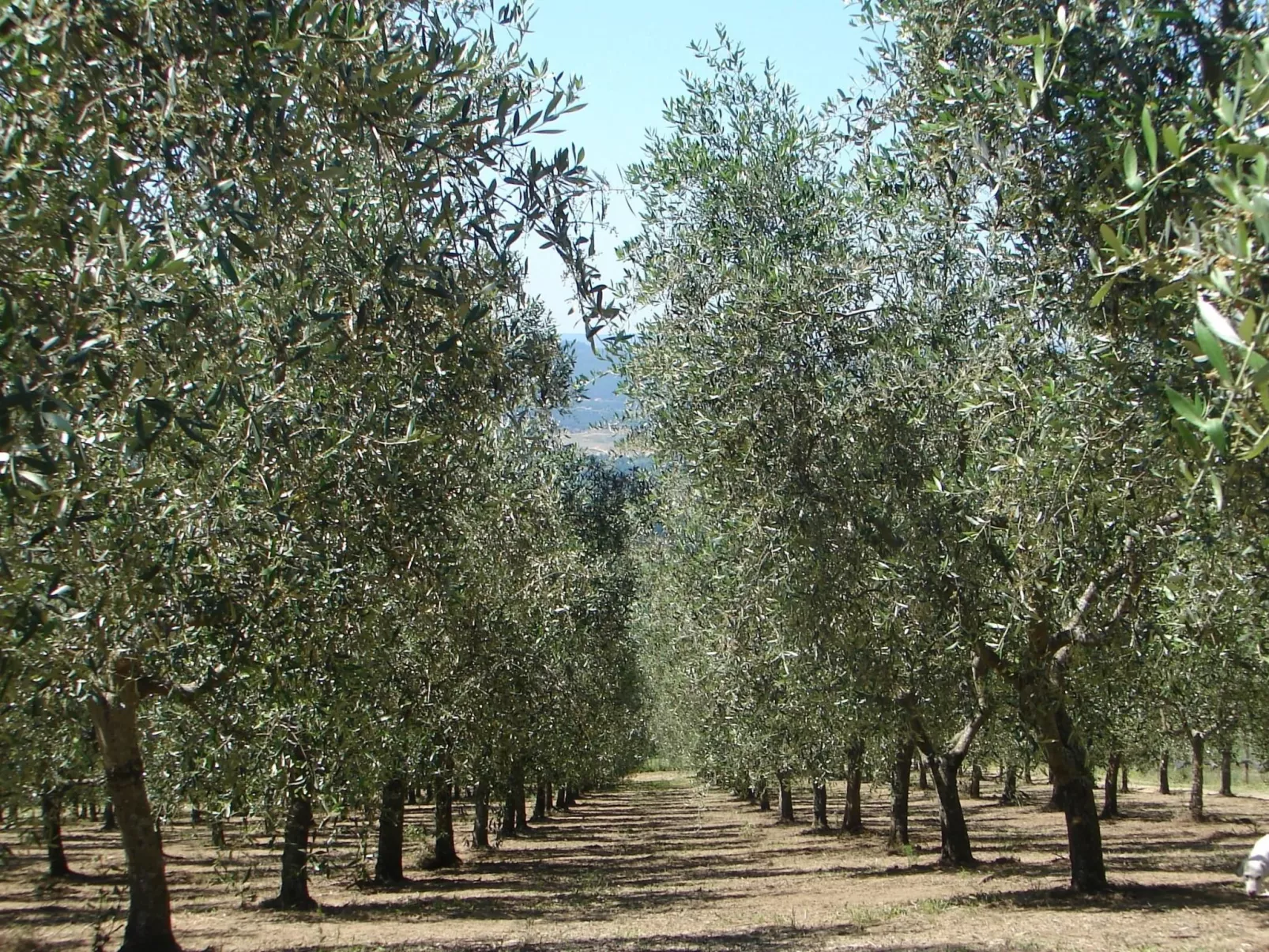 Anwesen mit Terrasse-Outside