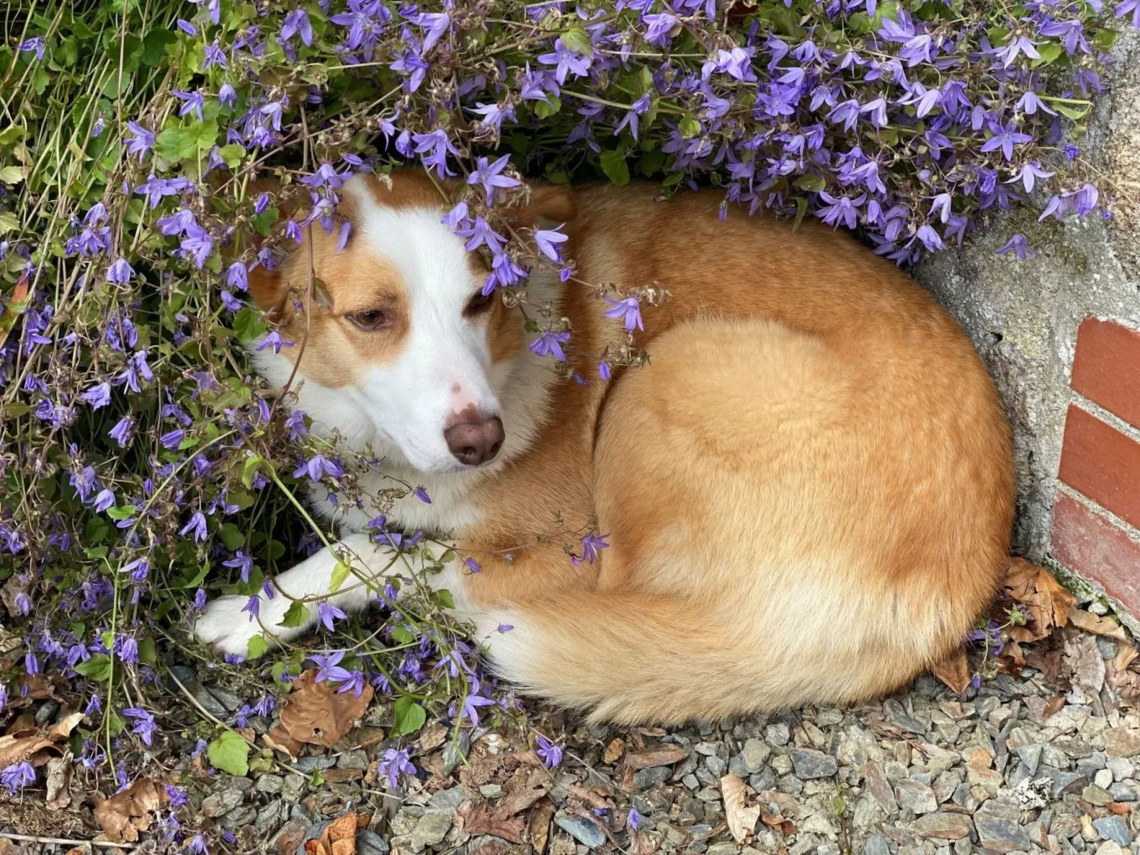 Idyllisches Landhaus Rosemary