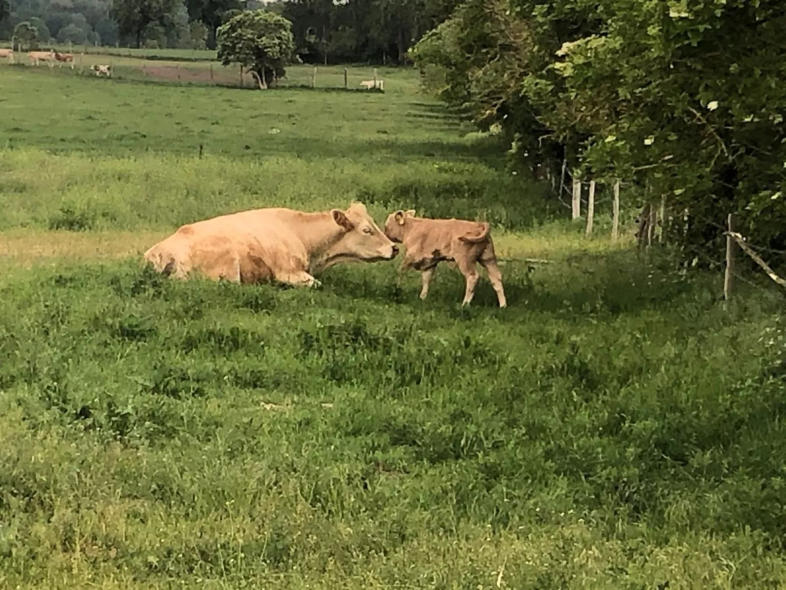 In Dahmen Terrasse und Grill