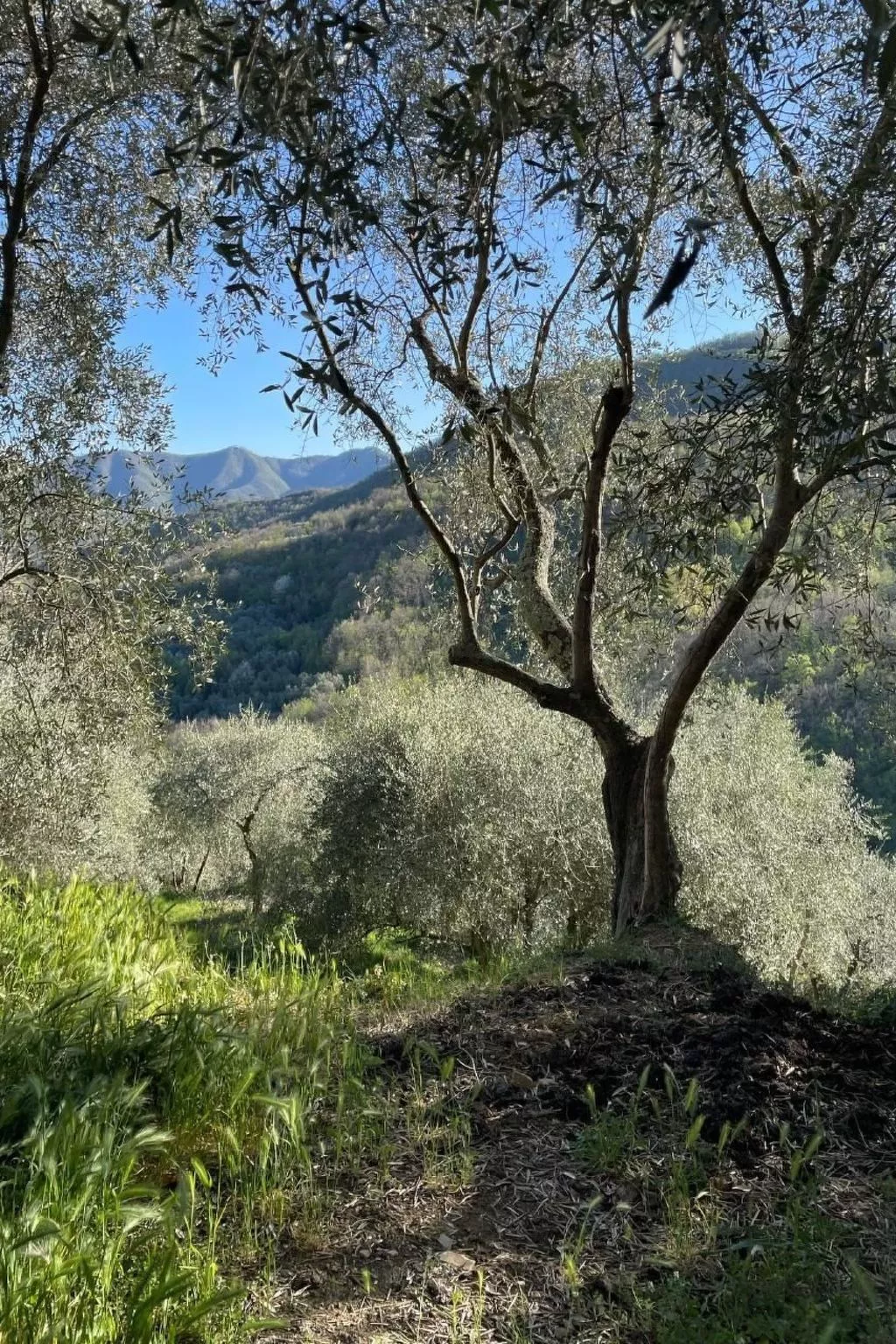 CASA SISSI, Sehnsuchtsort zwischen Olivenhainen