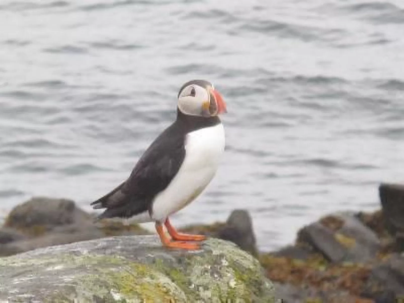 NO 1 in Island West. Best View Cottage.