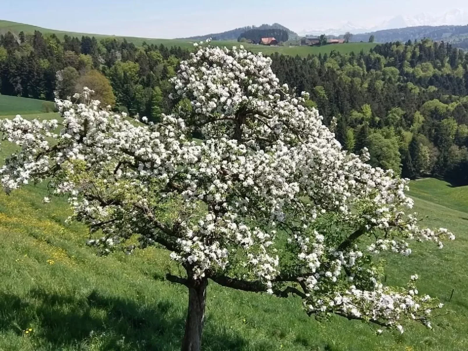 In einem heimeligen Berner-Stöckli
