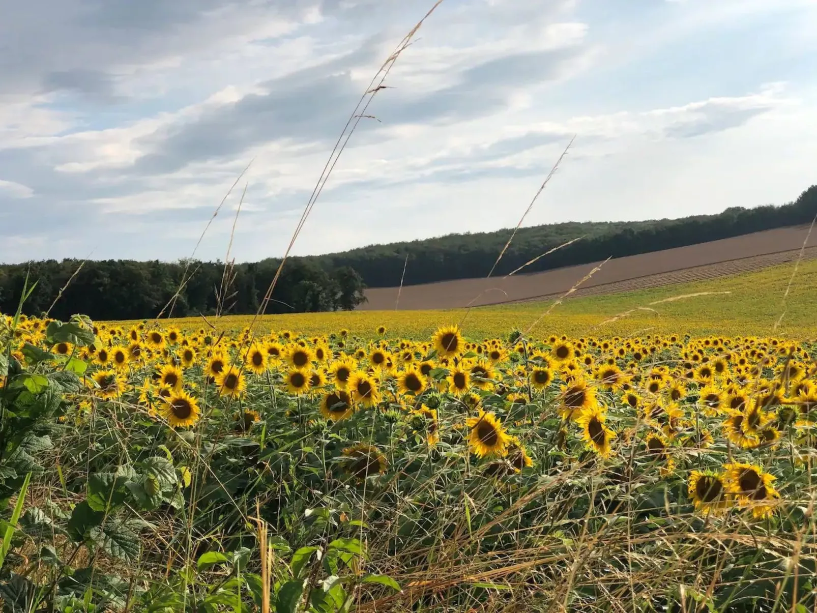 Landhaus mit eingezäuntem Garten