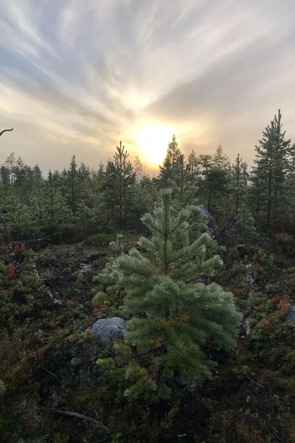 Solbacken Cottage-Draußen