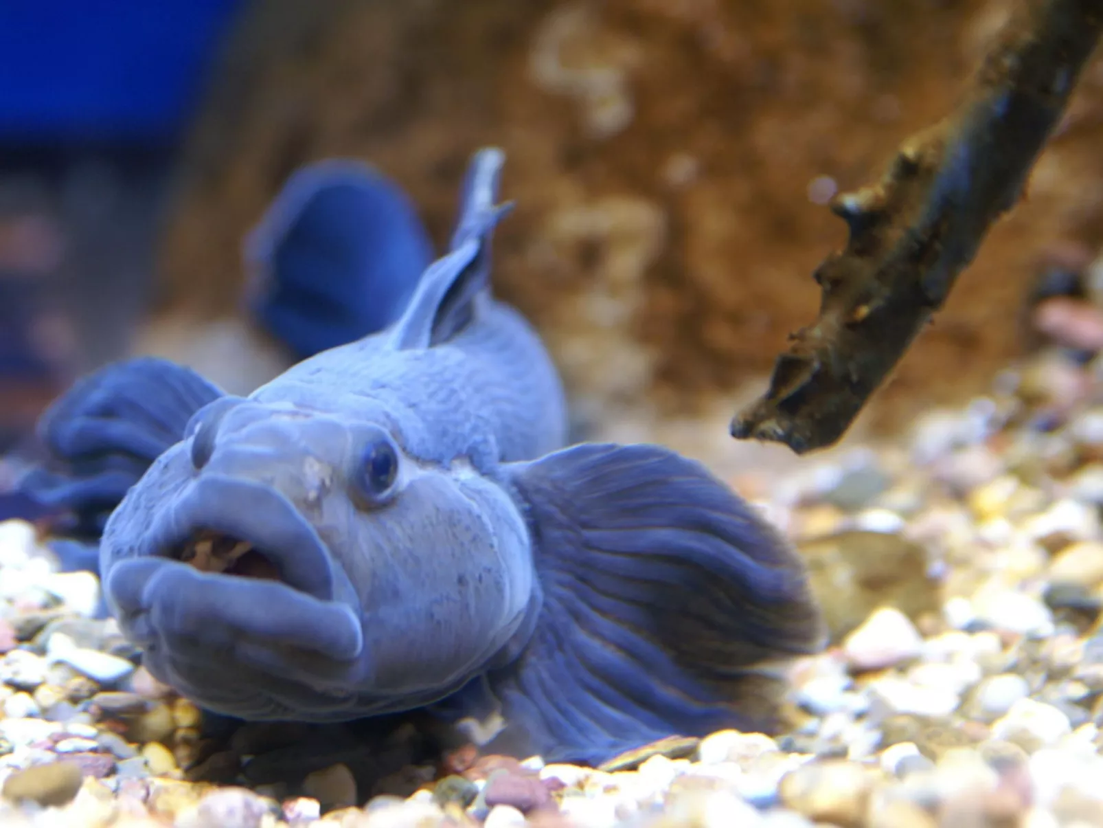Mit großer Terrasse und herrlicher Aussicht
